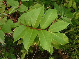 Poison Sumac