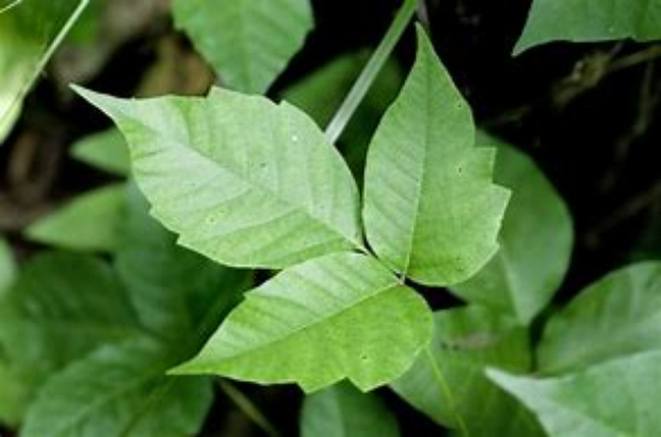 Poison Ivy