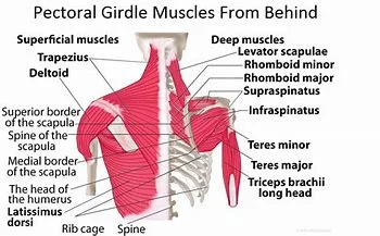 posterior neck and shoudle muscles.jpg
