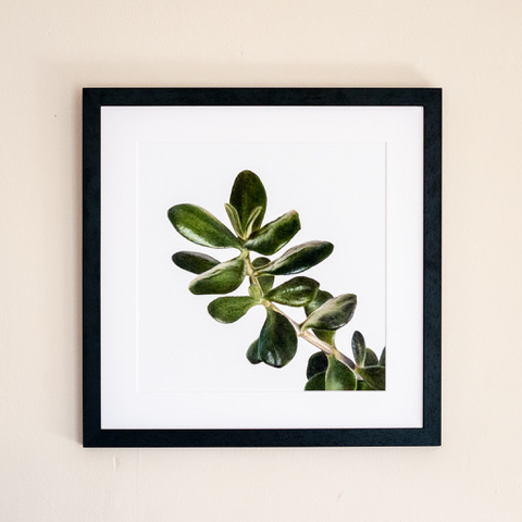 One of Gareth’s amazing works, a drawing of a Jade plant. Available here .