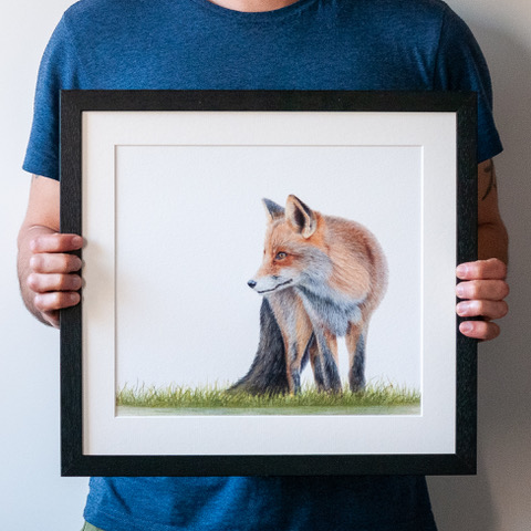 Gareth’s beautiful fox. Prints are available in his Etsy shop here .