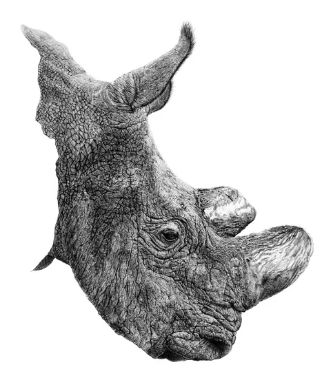The detail on this Sudan rhino is stunning. Available in his shop here .