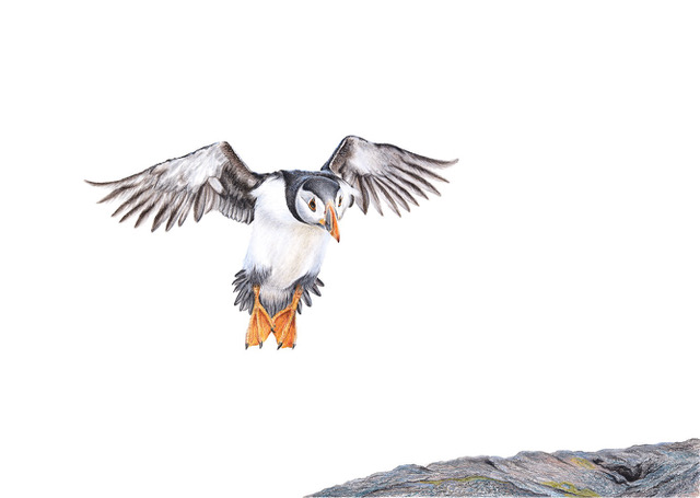 Who doesn’t like a Puffin! Also available in his shop here !