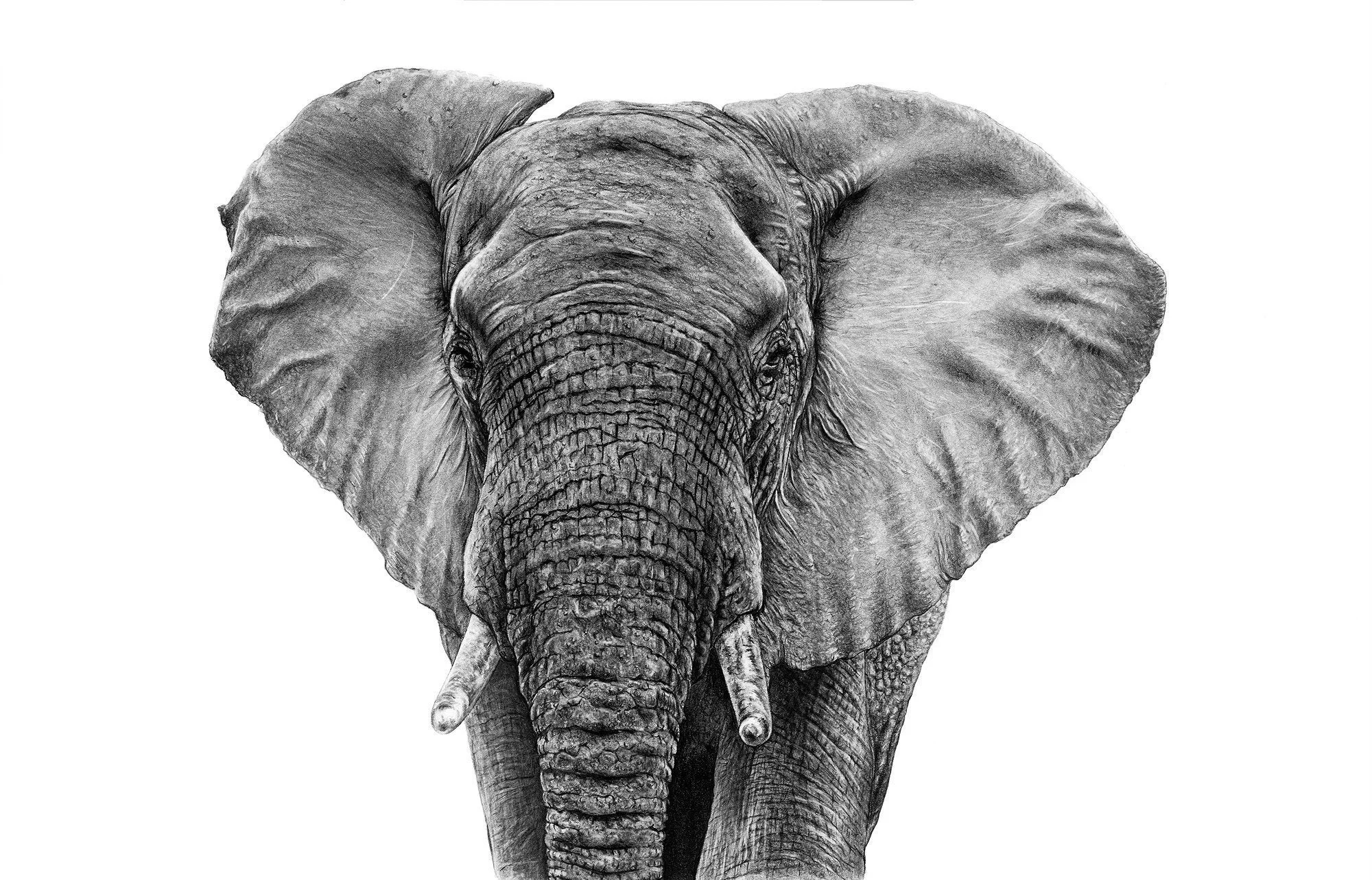 Gareth’s beautiful elephant which he made with just pencil, is available in A2 and A3 size!