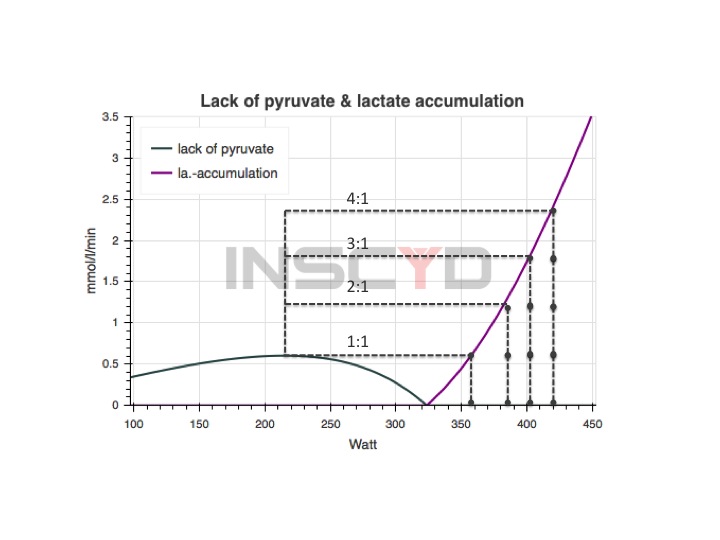 Lactate accumulation & recovery — INSCYD