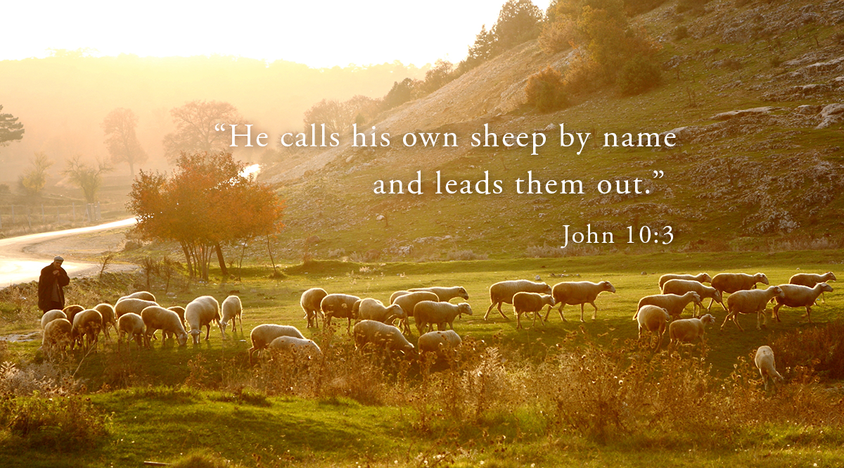 calls his own sheep by name.png