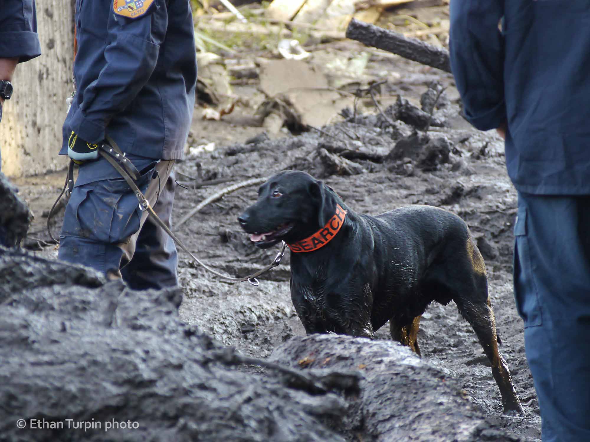 MontecitoMudslide-SearchDog-EthanTurpinPhoto-P1270803-C-SSM.jpg