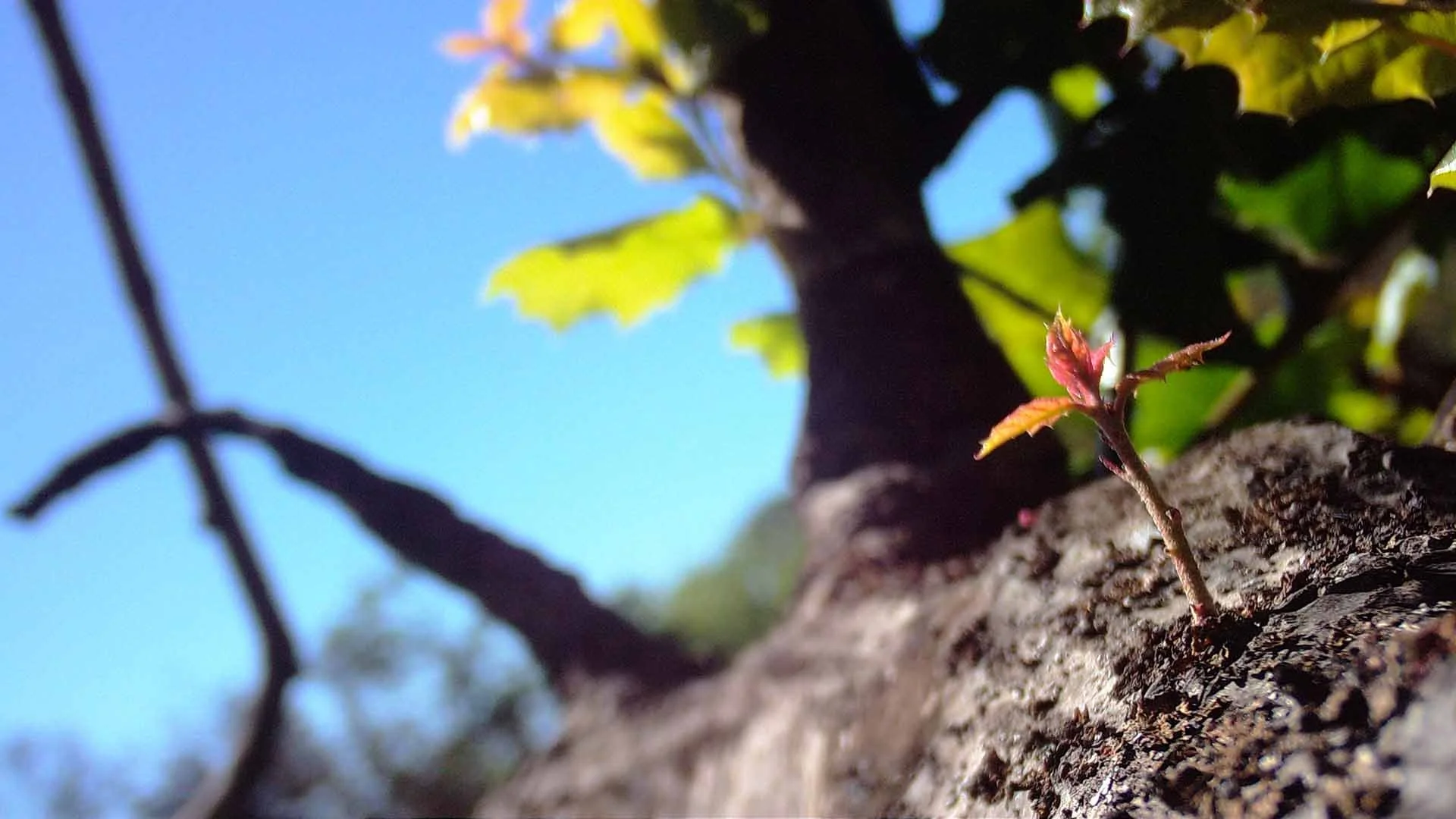 Oak sprout-TREX2023_postfire_timelapse-EthanTurpinPhoto-OakSprout-Macro-0318-captioned-web1920.jpg