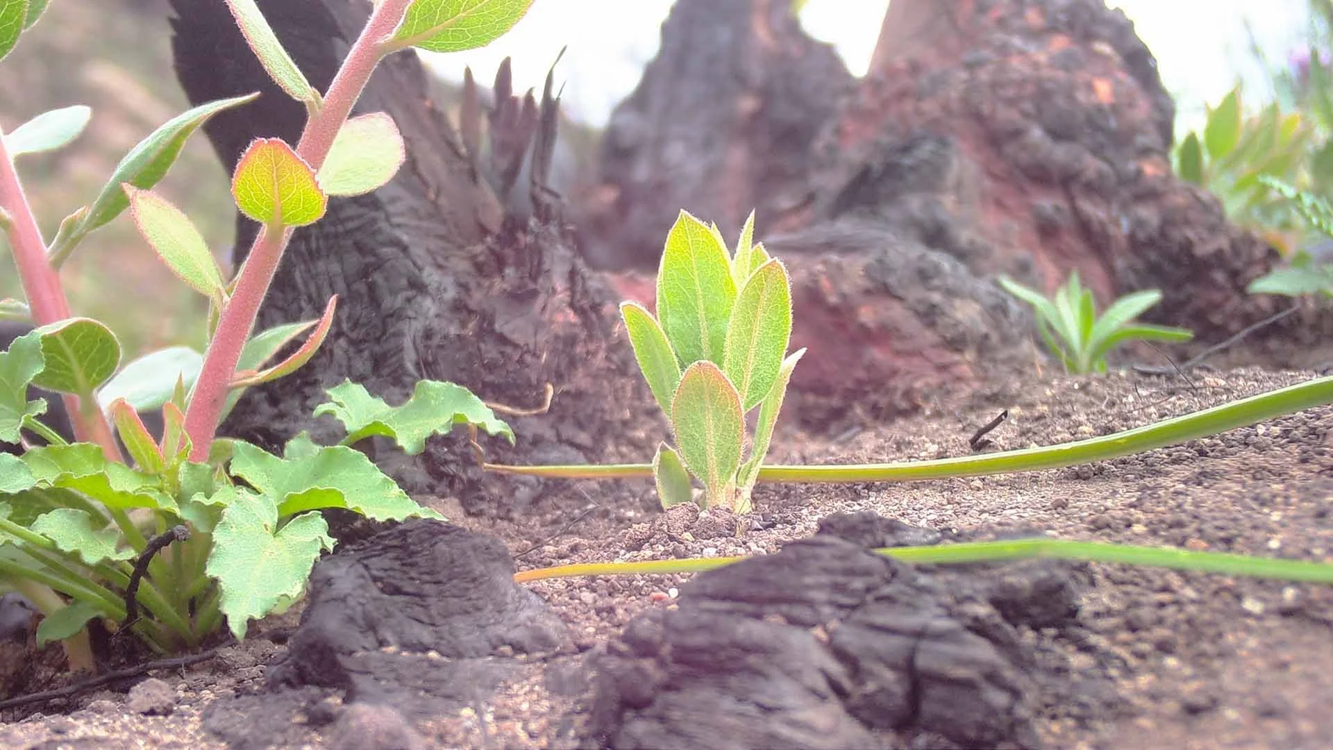 Manzanita_Sprout_Macro-EthanTurpinPhoto-WSCT2212-web1920.jpg