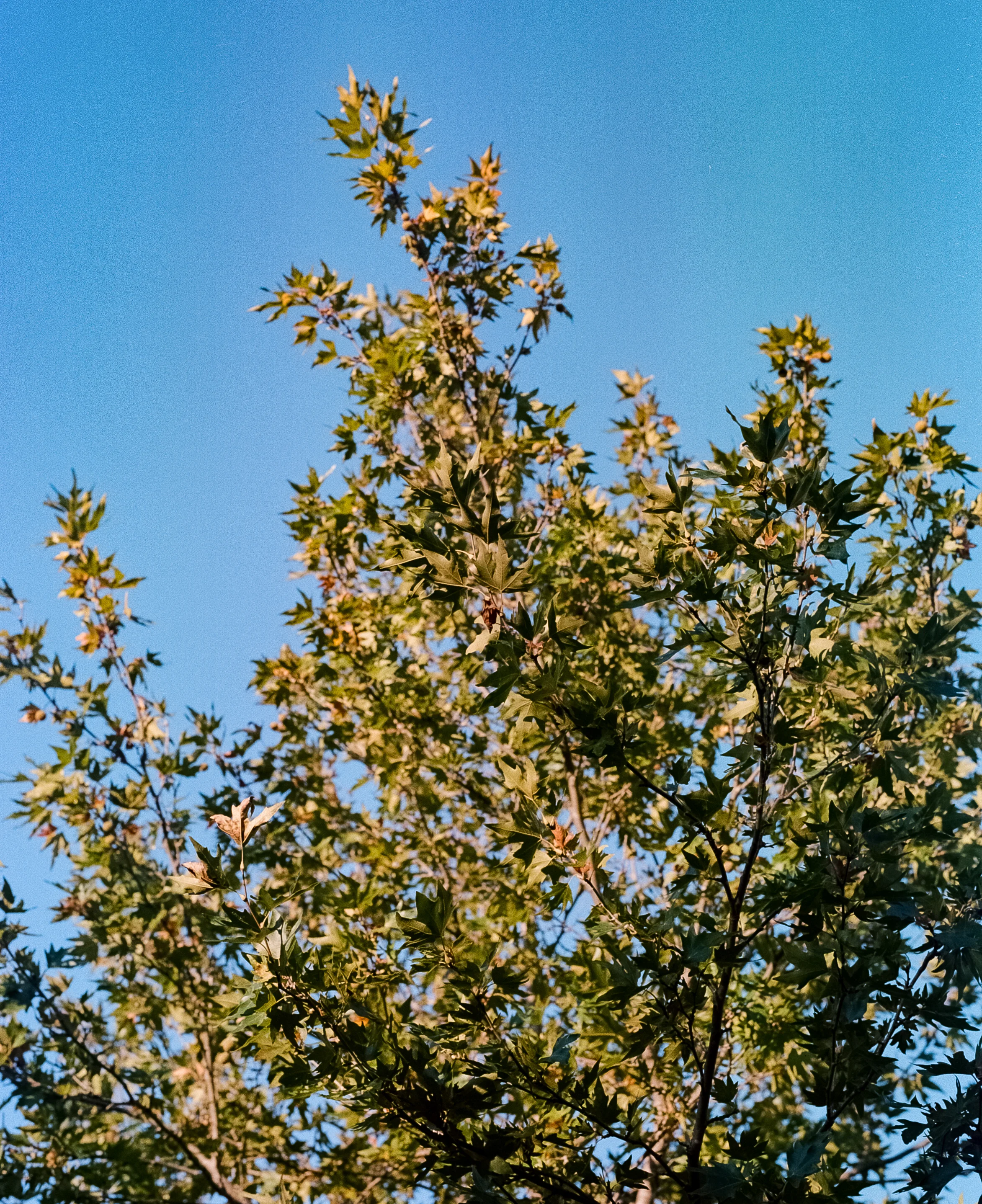 GLADE-10.jpg