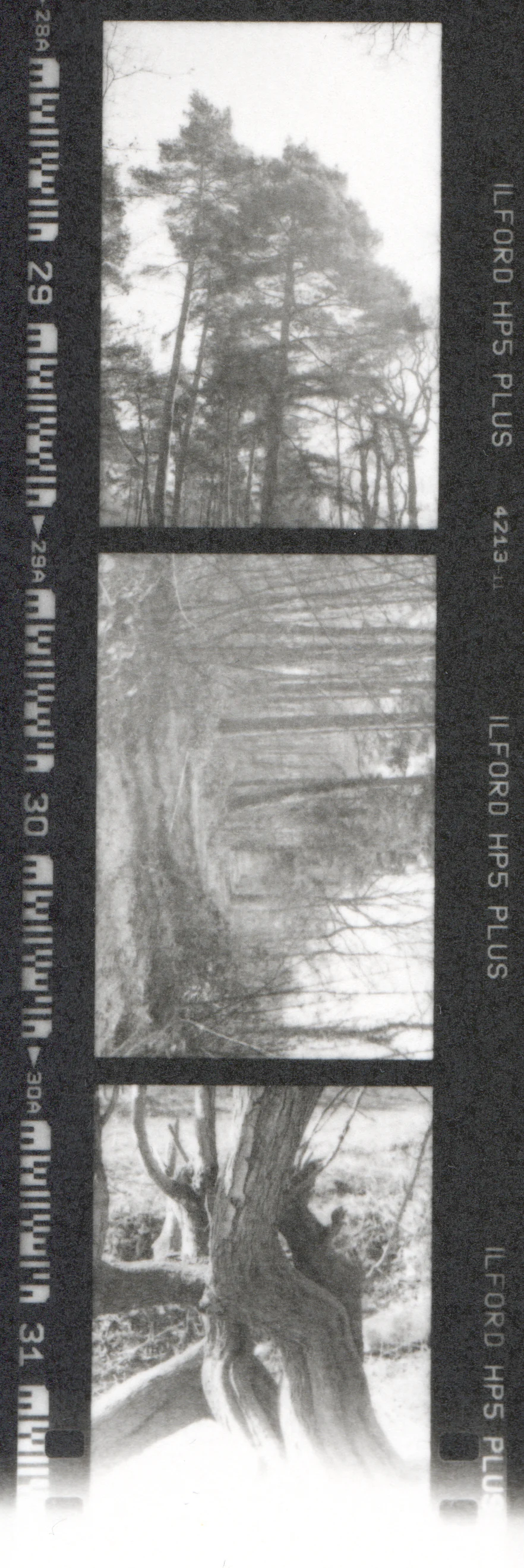 Hand print. Contact sheet strip.