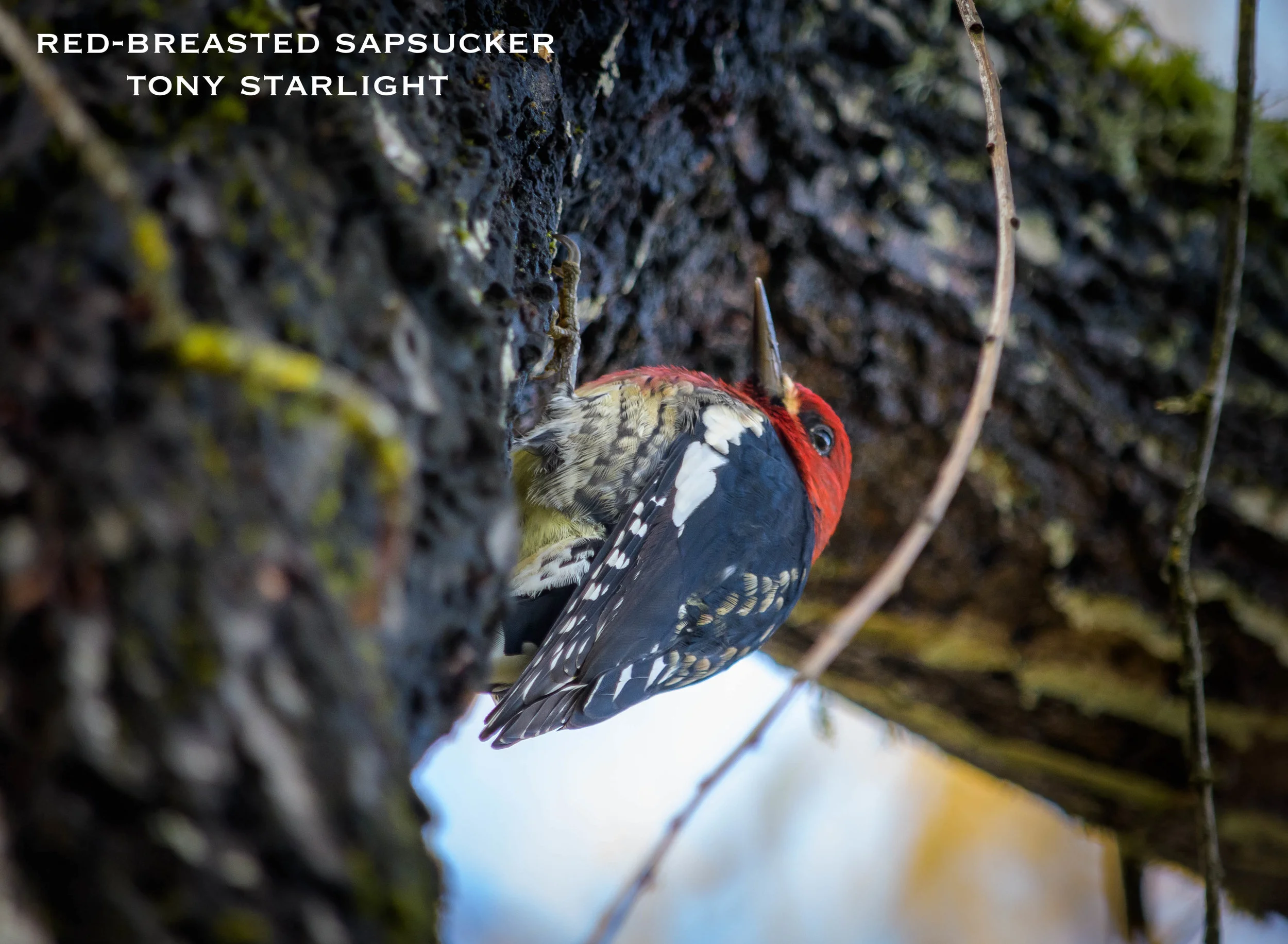Red-breasted Sapsucker DSC_0741.jpg