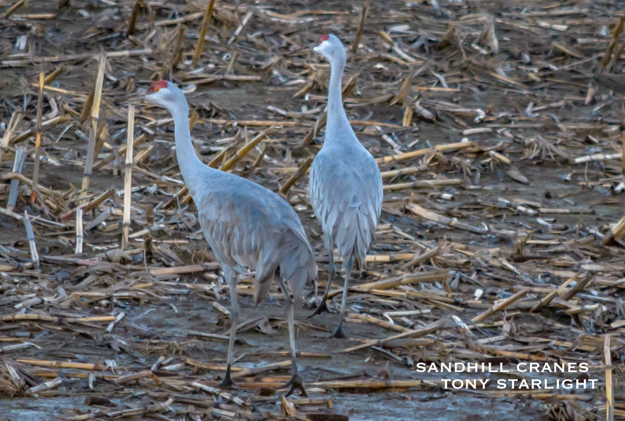 Sandhill Crane Sauvie Island DSC_1224.jpg