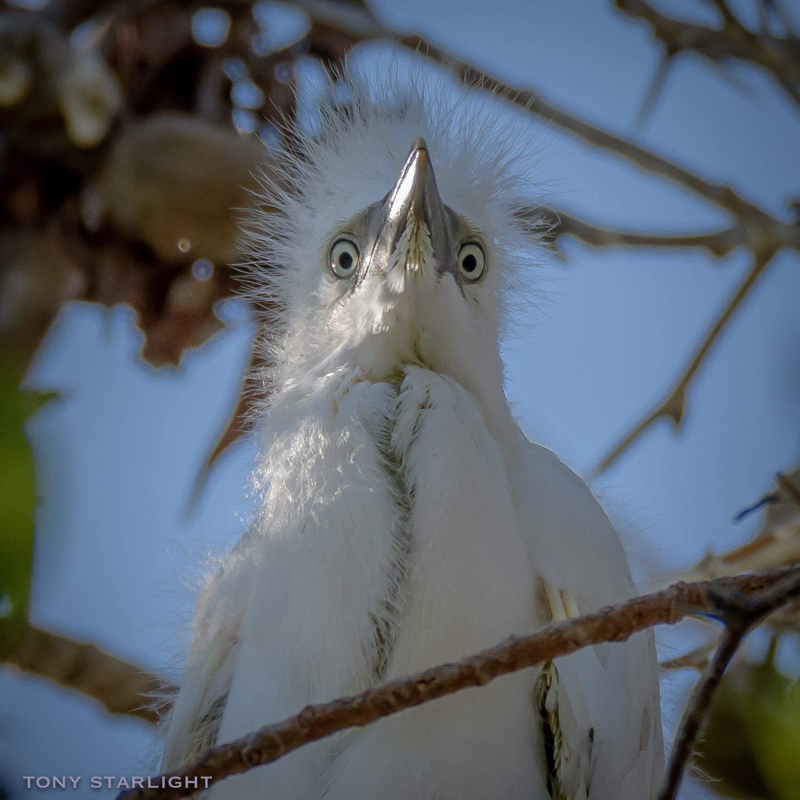 Cattle Egret juvenile Kona, Hawaii DSC_5535-1.jpg