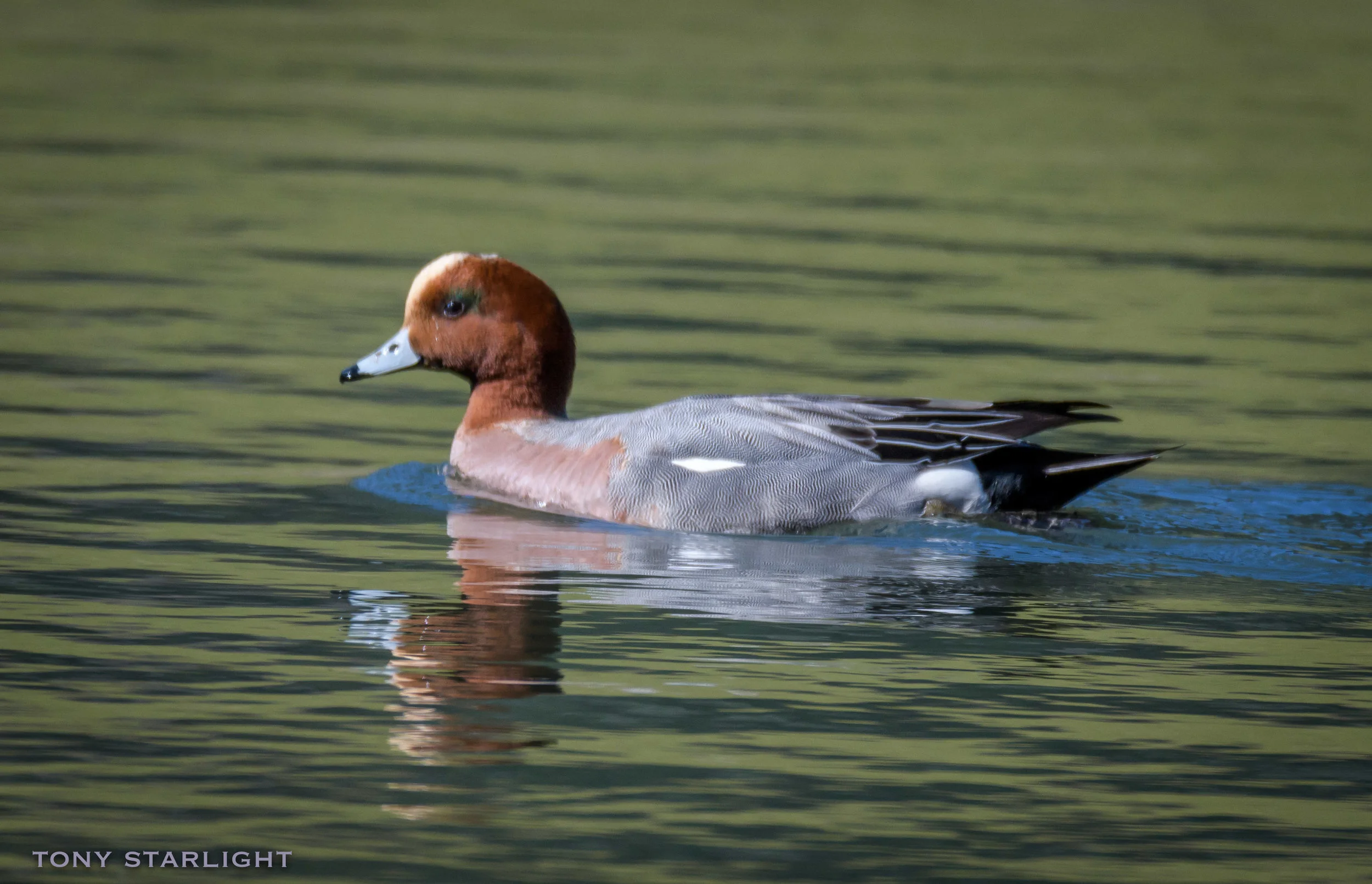 Eurasian Wigeon DSC_8222-1.jpg