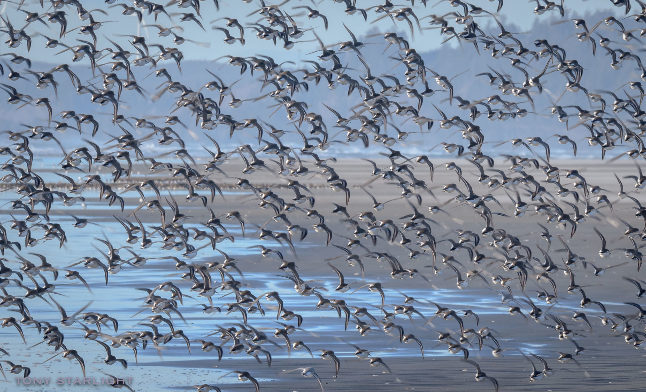 Dunlin DSC_8447-1.jpg