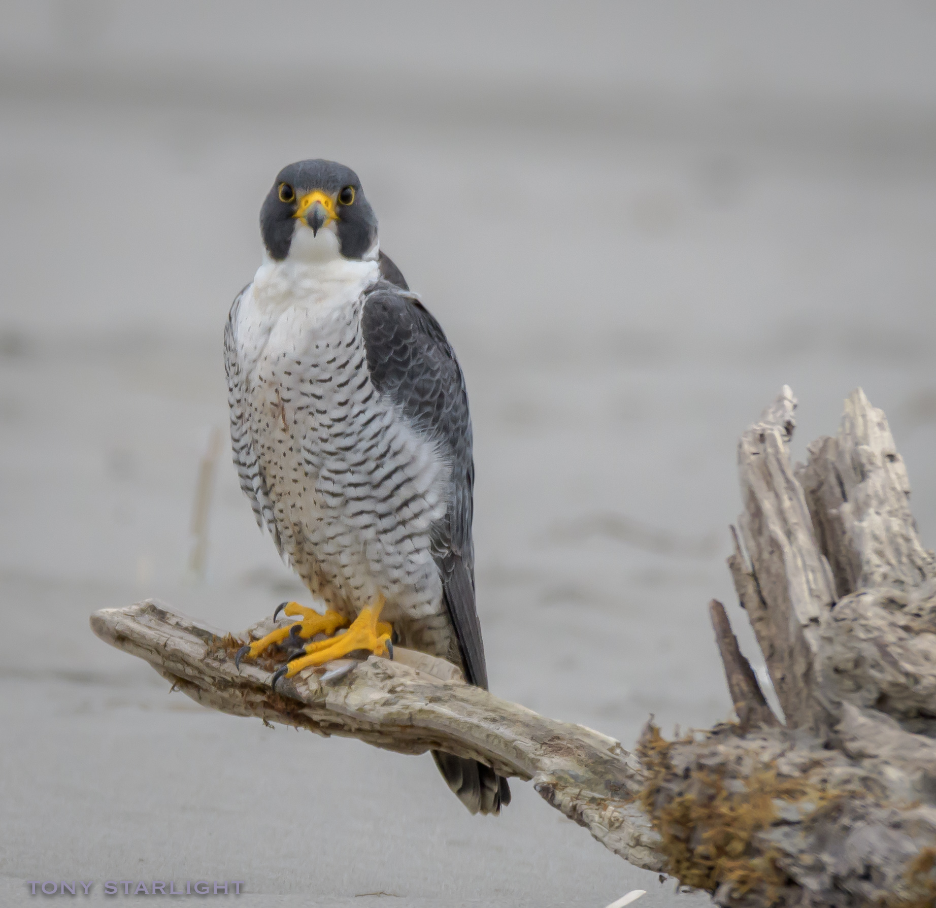 Peregrine Falcon Long Beach, WA DSC_8929-1.jpg