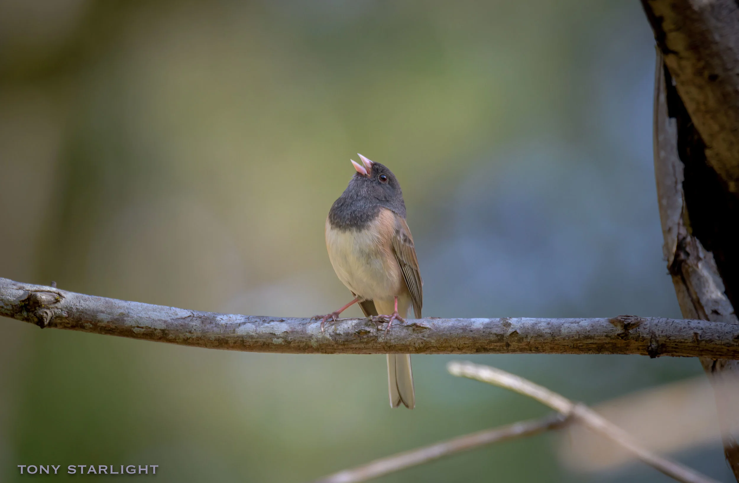Dark-eyed Junco, Mt. Tabor Park, Portland, OR