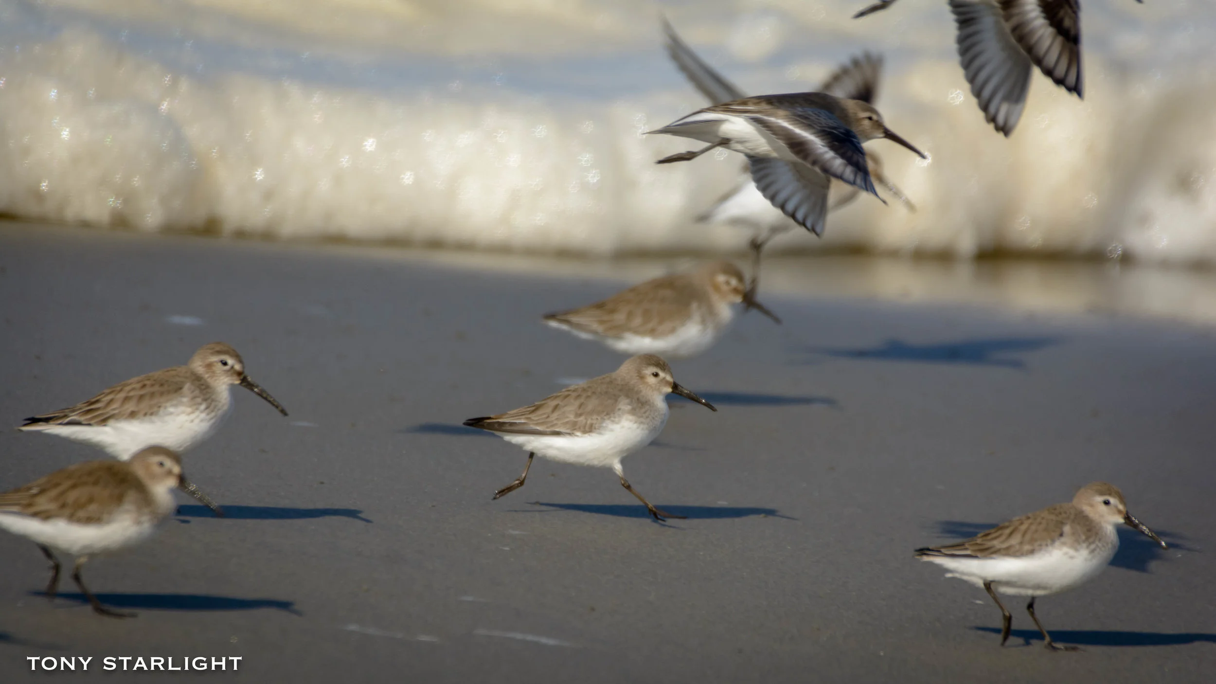 Dunlin Long Beach WA DSC_5599-1.jpg