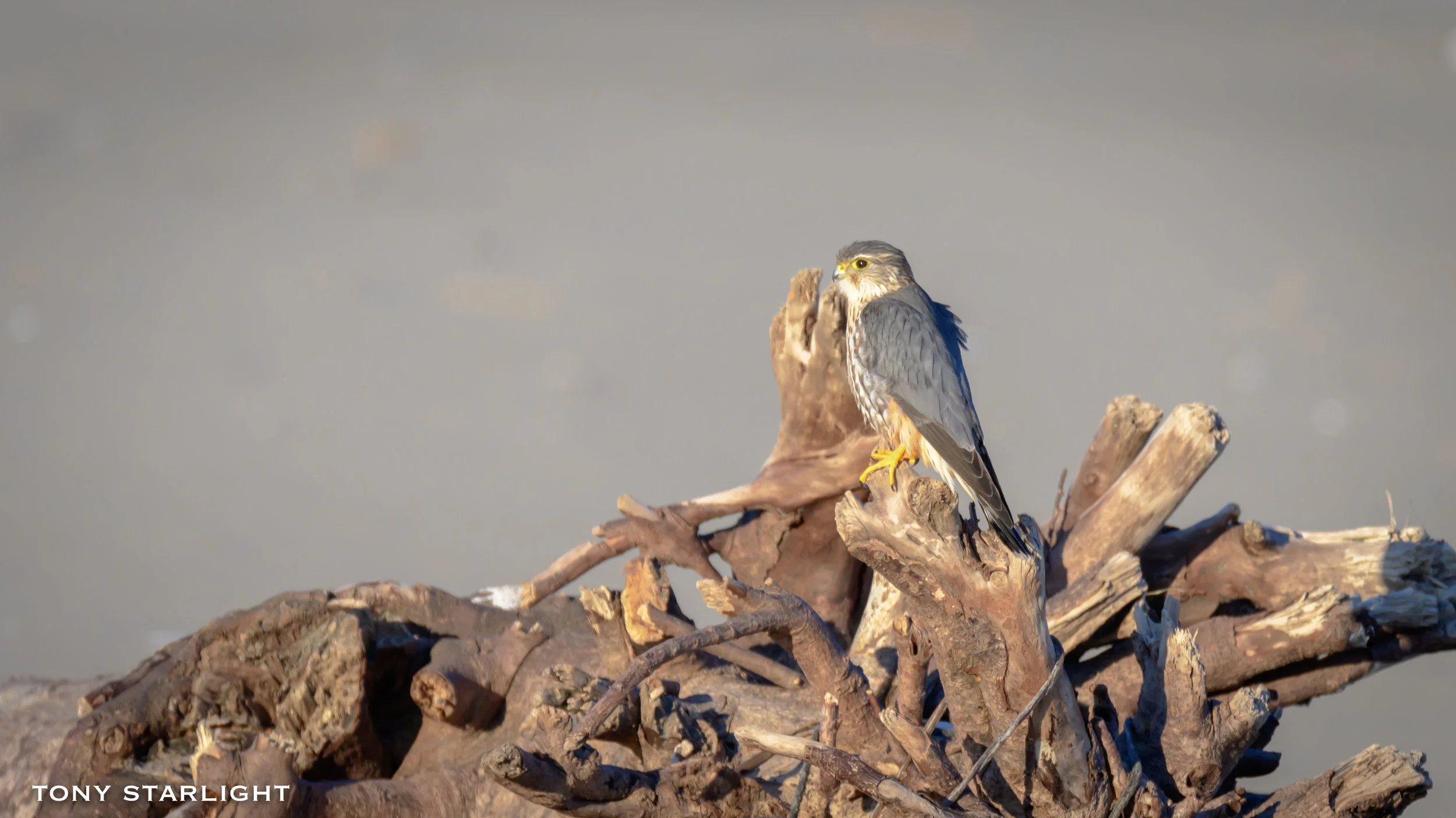 Merlin DSC_8483-1.jpg