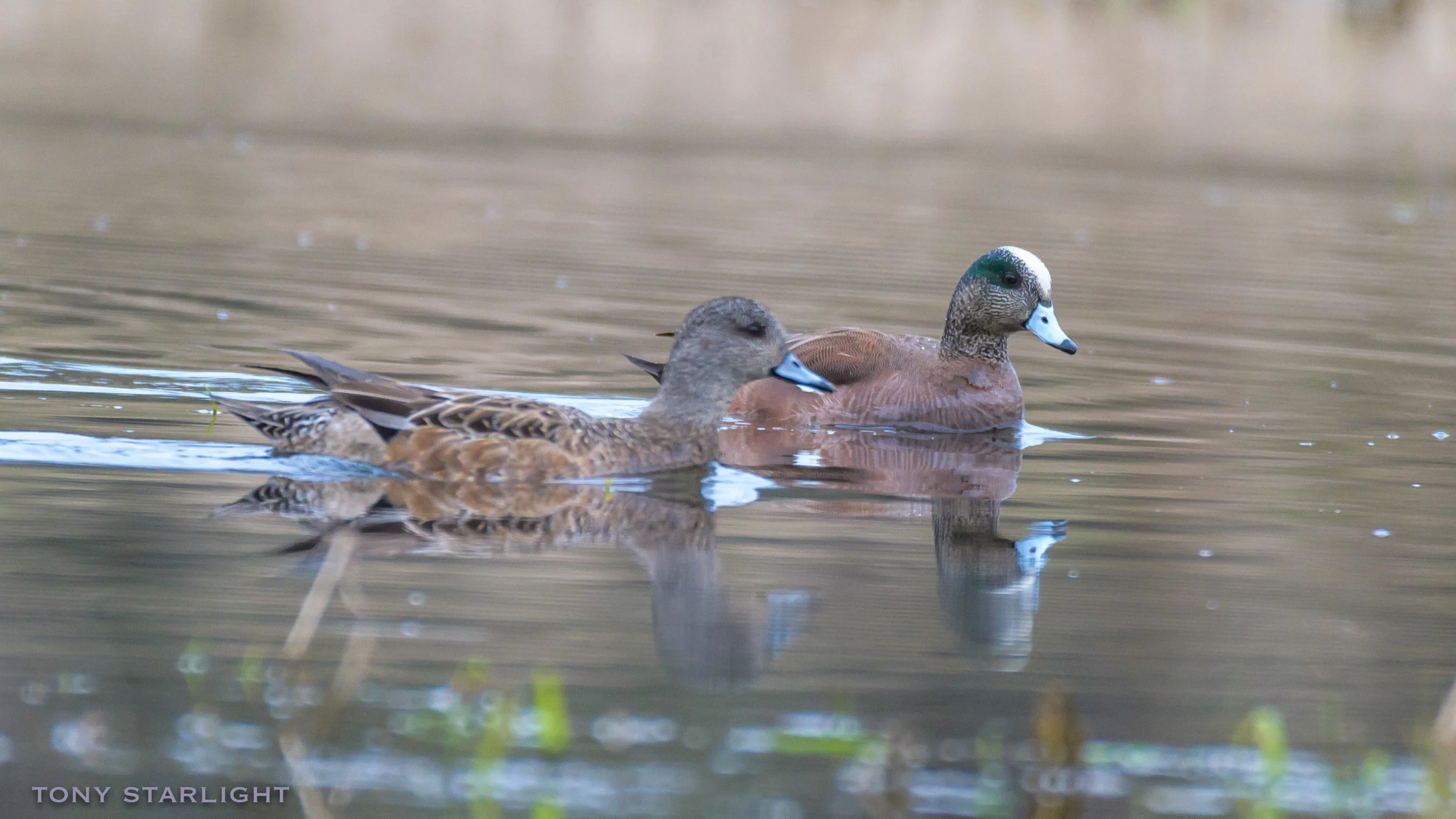 American Wigeon pair DSC_1976-1.jpg