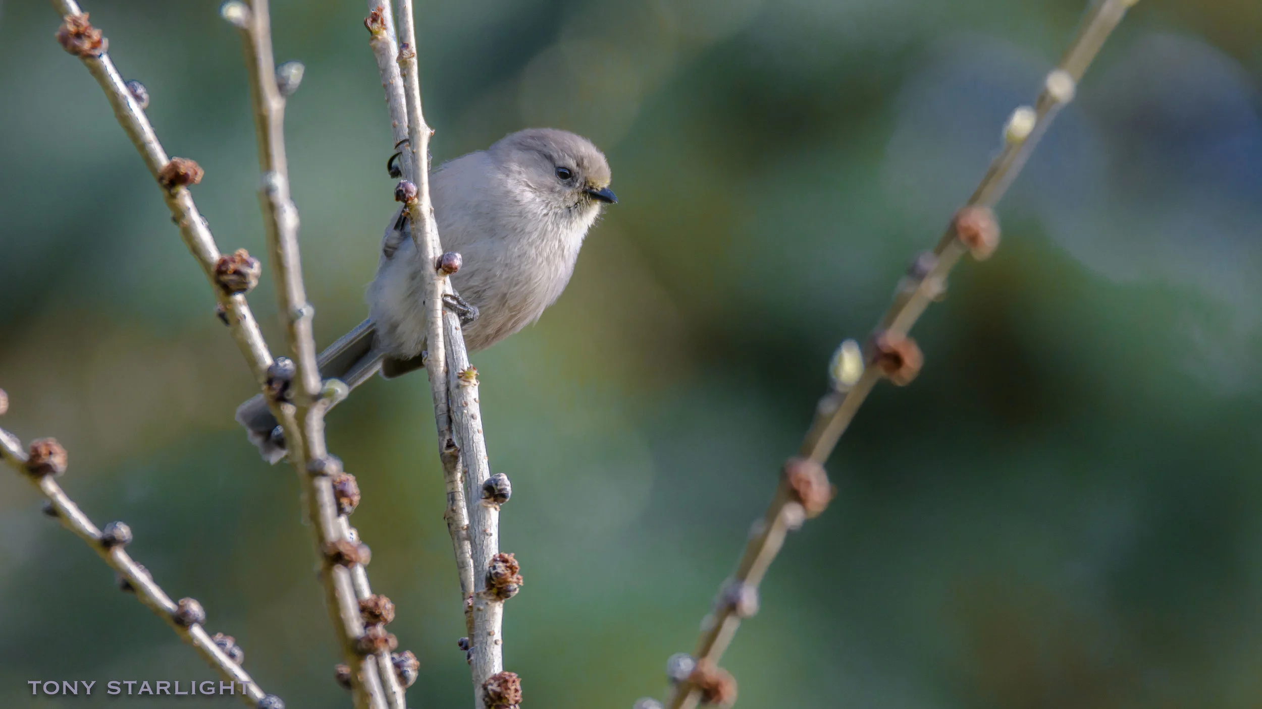 Bushtit Mt. Tabor Park DSC_0444-1.jpg
