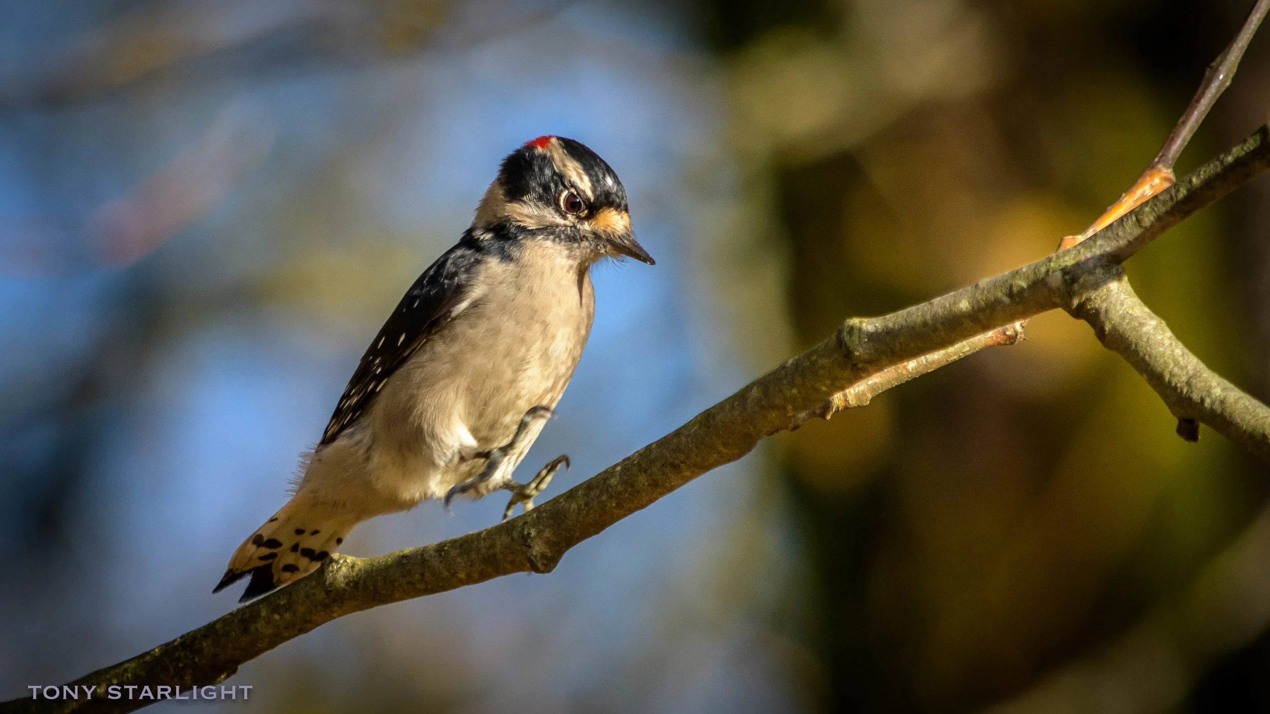 Downy Woodpecker DSC_1444-1.jpg
