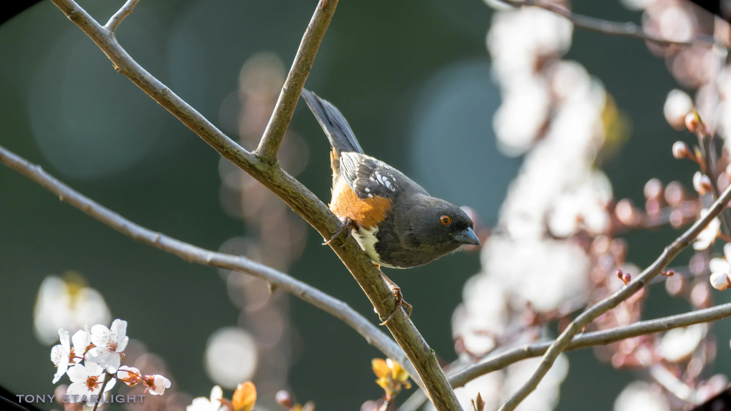 Spotted Towhee Mt. Tabor Park DSC_0083-1.jpg