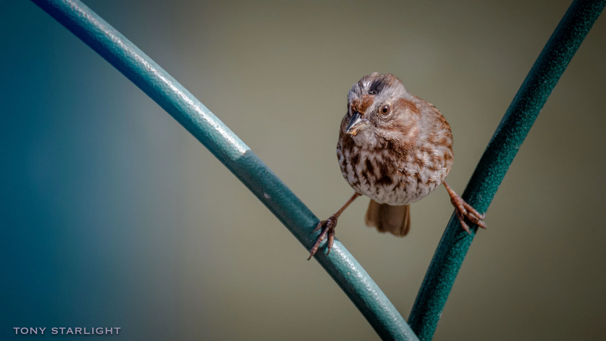 Song Sparrow DSC_1644-1.jpg