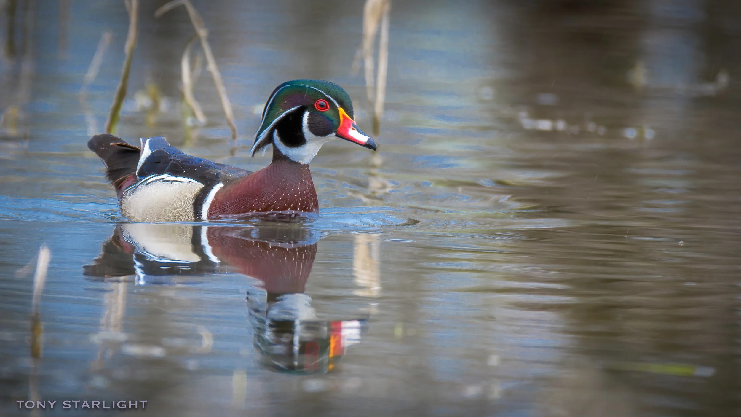 Wood Duck DSC_2080-1.jpg