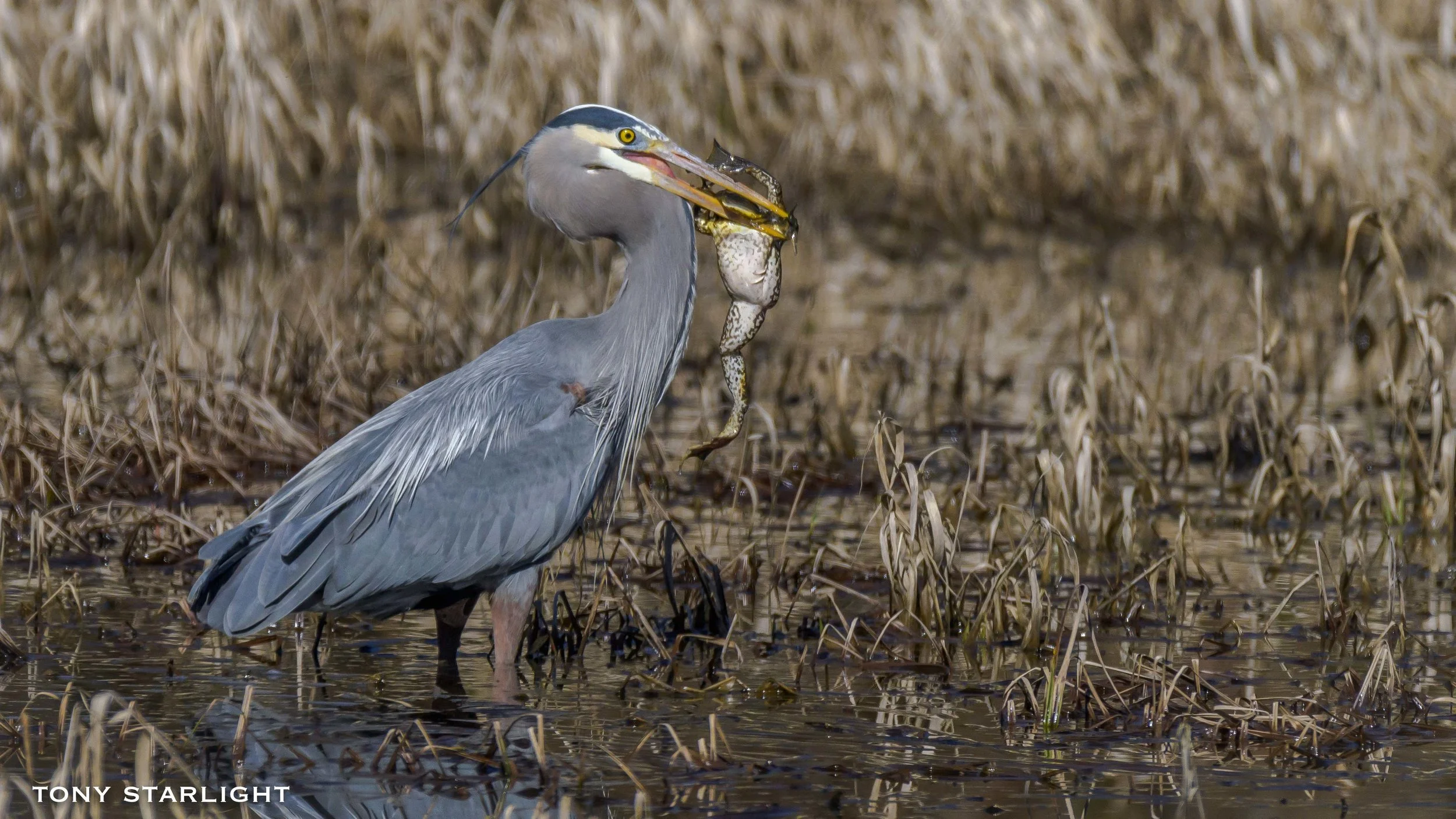 Great Blue Heron with frog DSC_9740-1.jpg