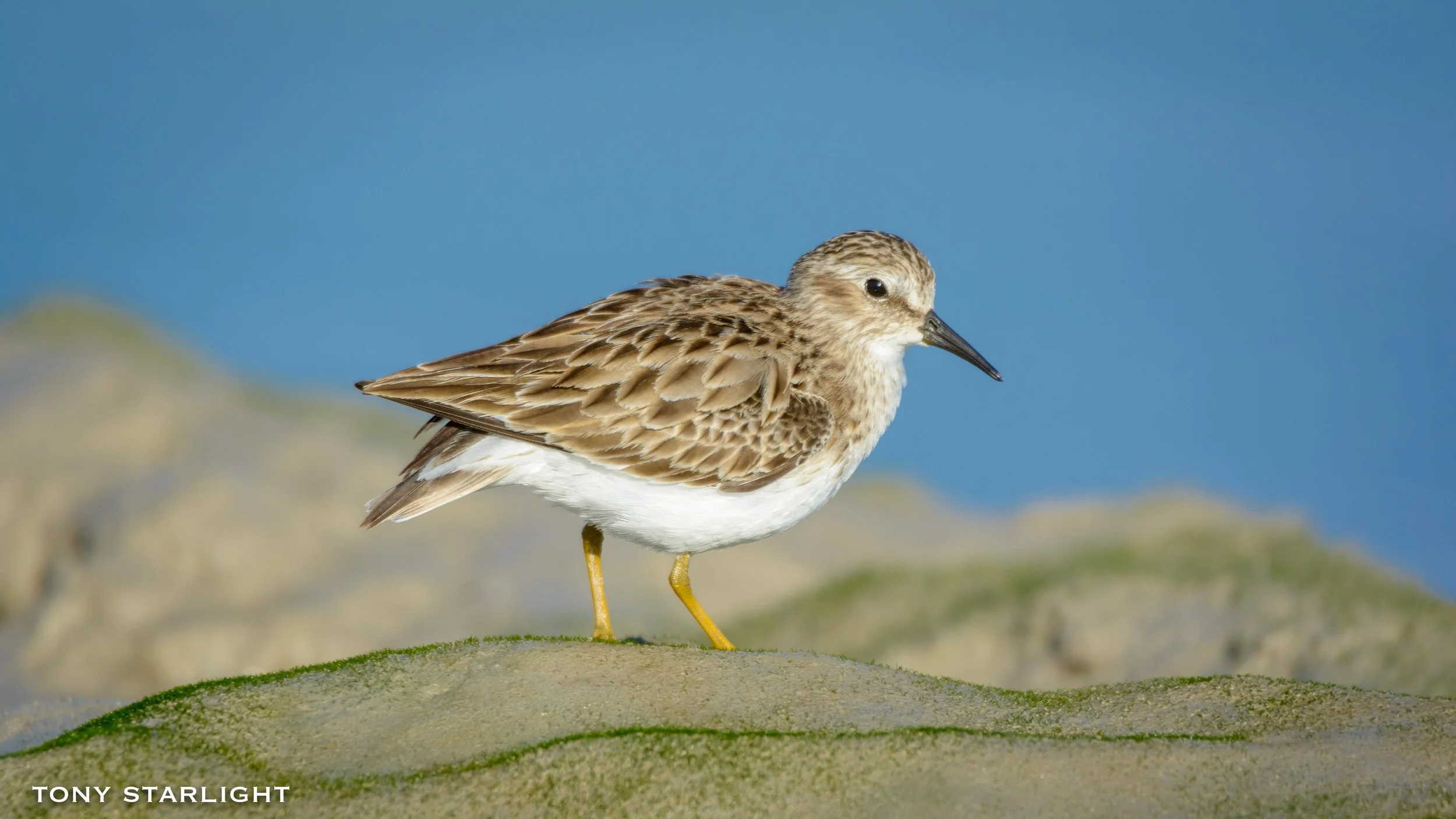 Least Sandpiper Florida Everglades DSC_4356-3.jpg
