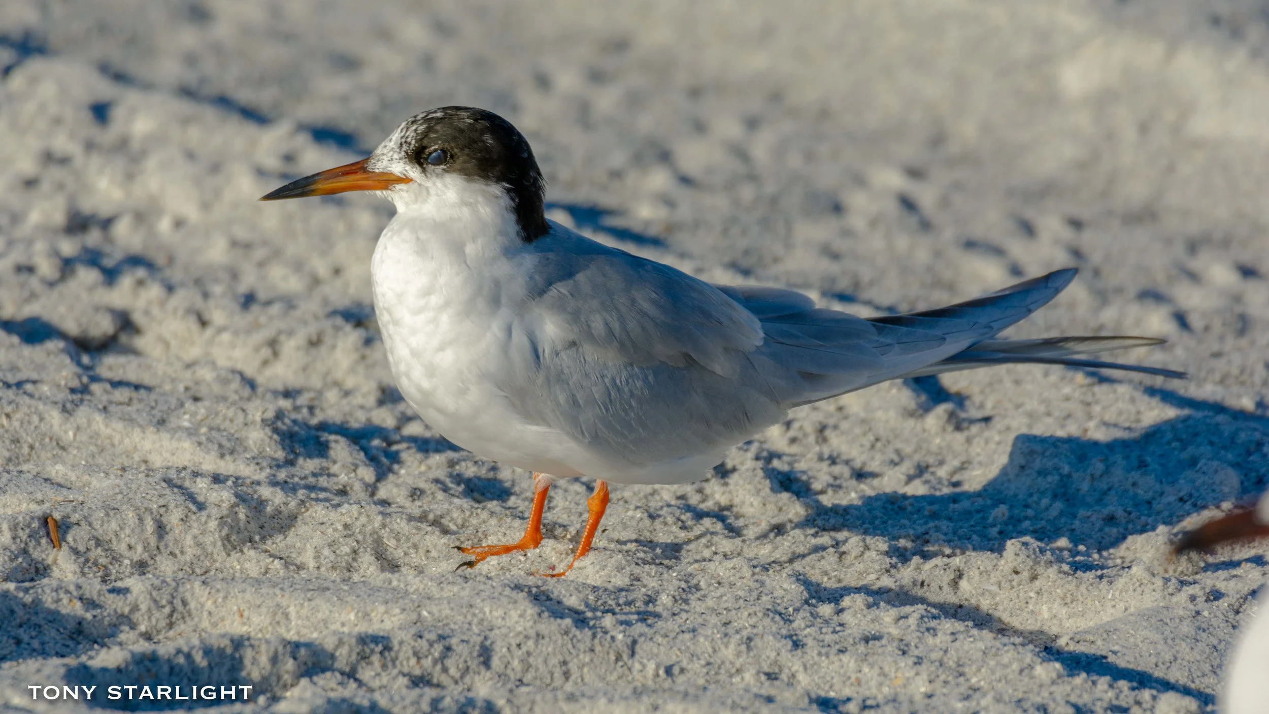 Forster's Tern Florida St Pete Beach DSC_3106-2.jpg