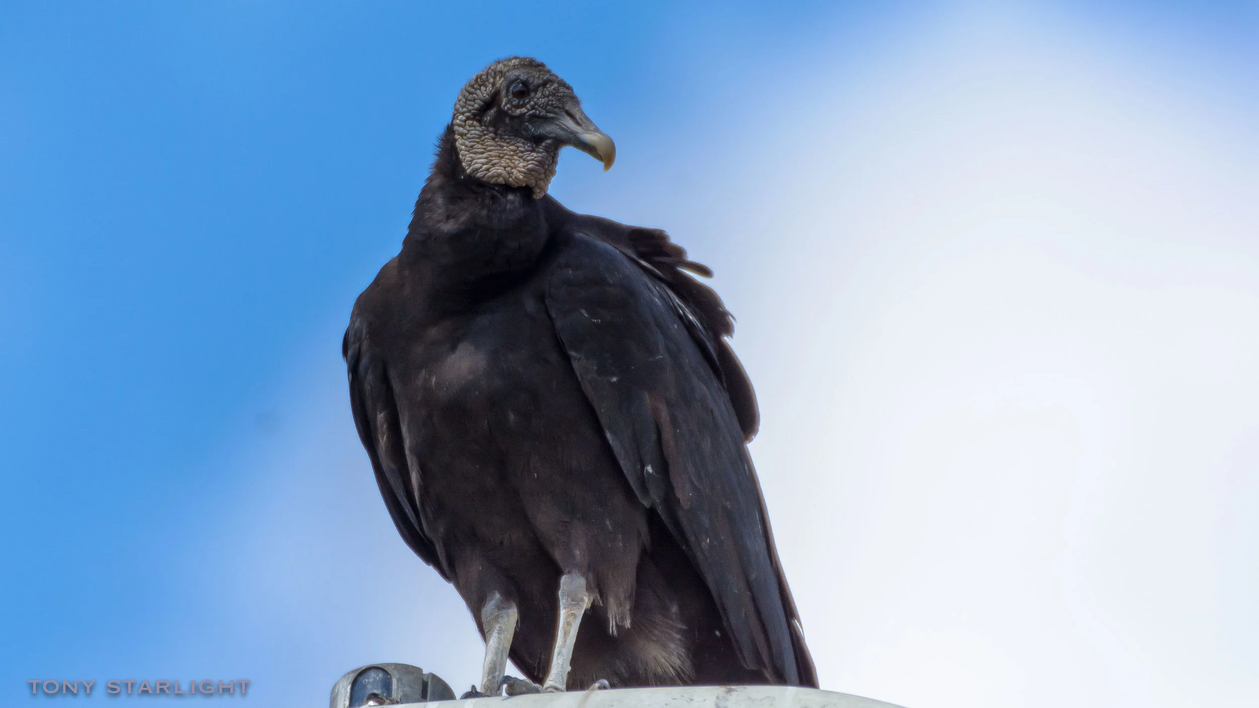 Black Vulture Florida DSC_4508-1.jpg