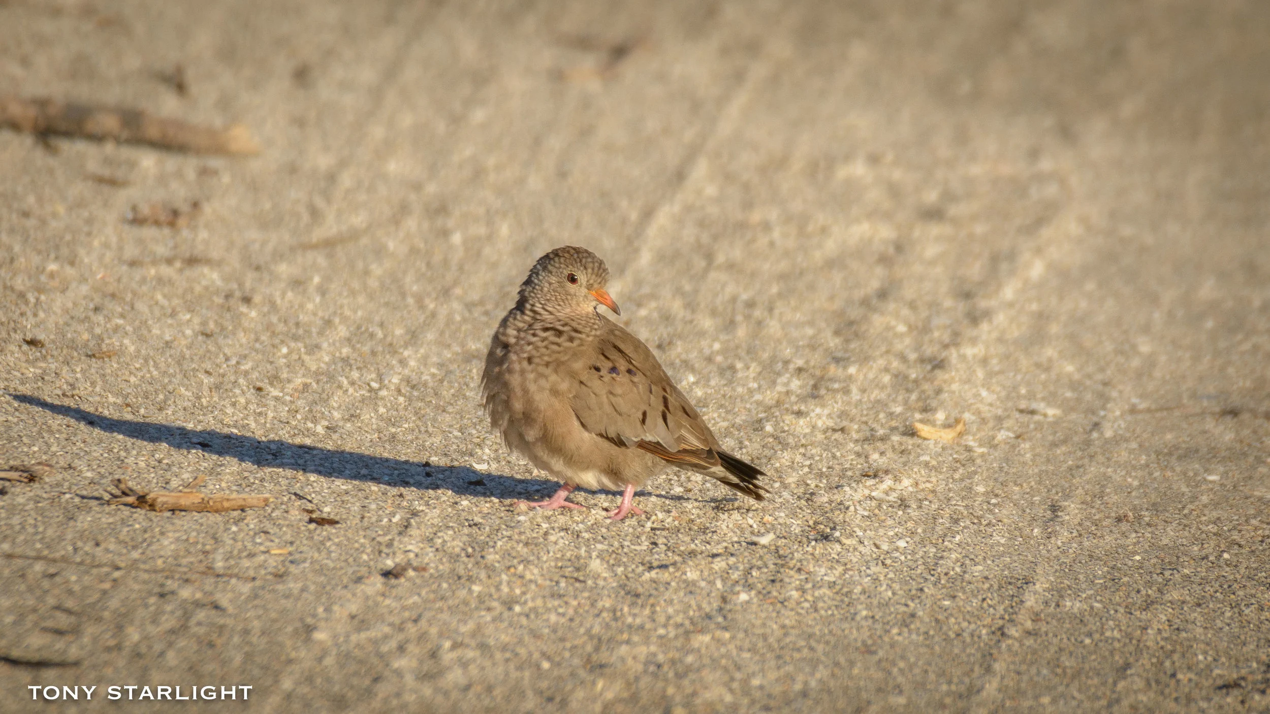 Common Ground-Dove Florida De Soto State Park DSC_2625-2.jpg