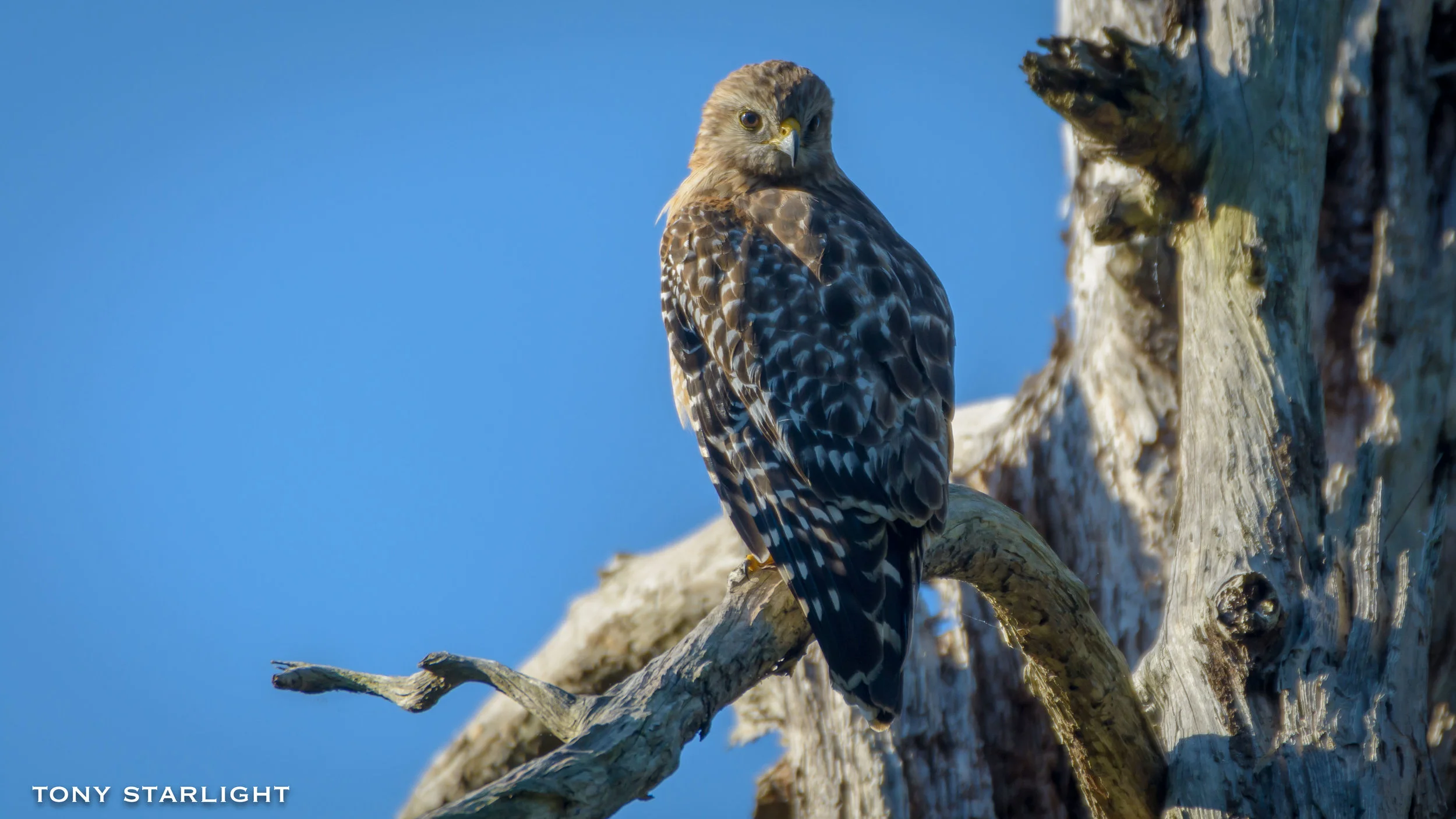 Red-shouldered Hawk Florida Corkscrew Swamp DSC_3875-1.jpg