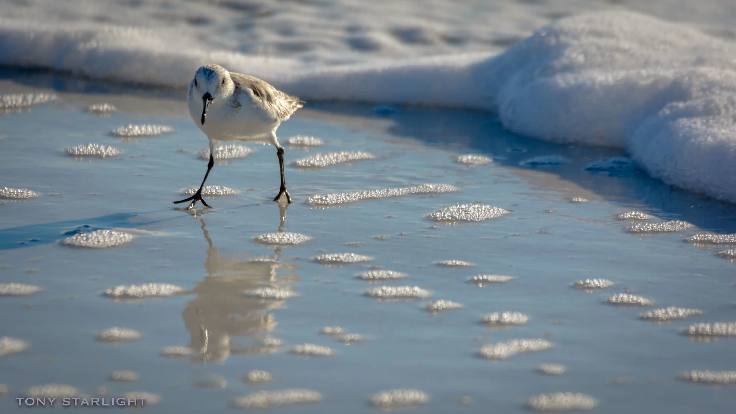 Sanderling Florida St Pete DSC_2384-1.jpg