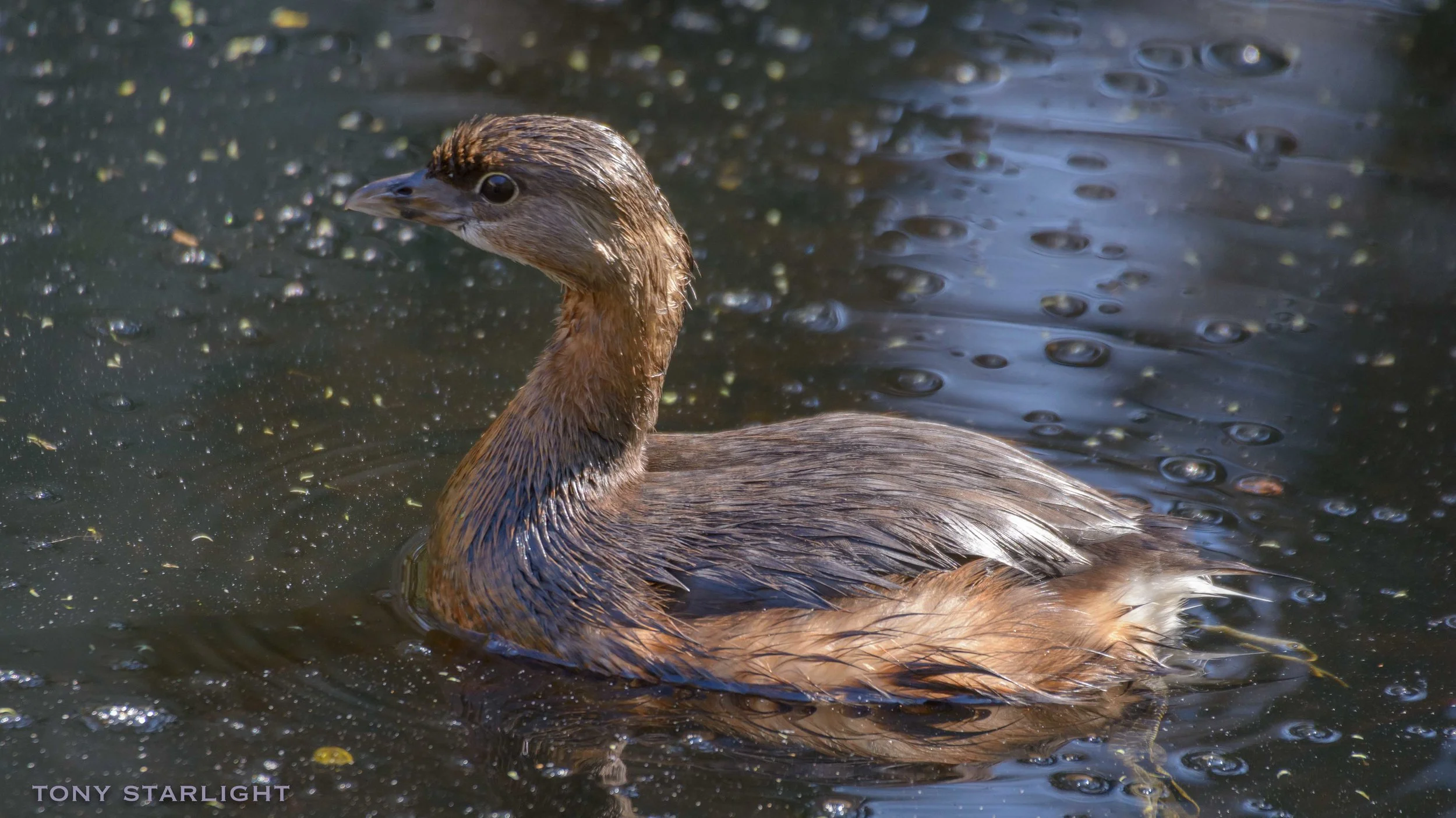 Pied-billed Grebe Florida Corkscrew Swamp DSC_4007-1.jpg