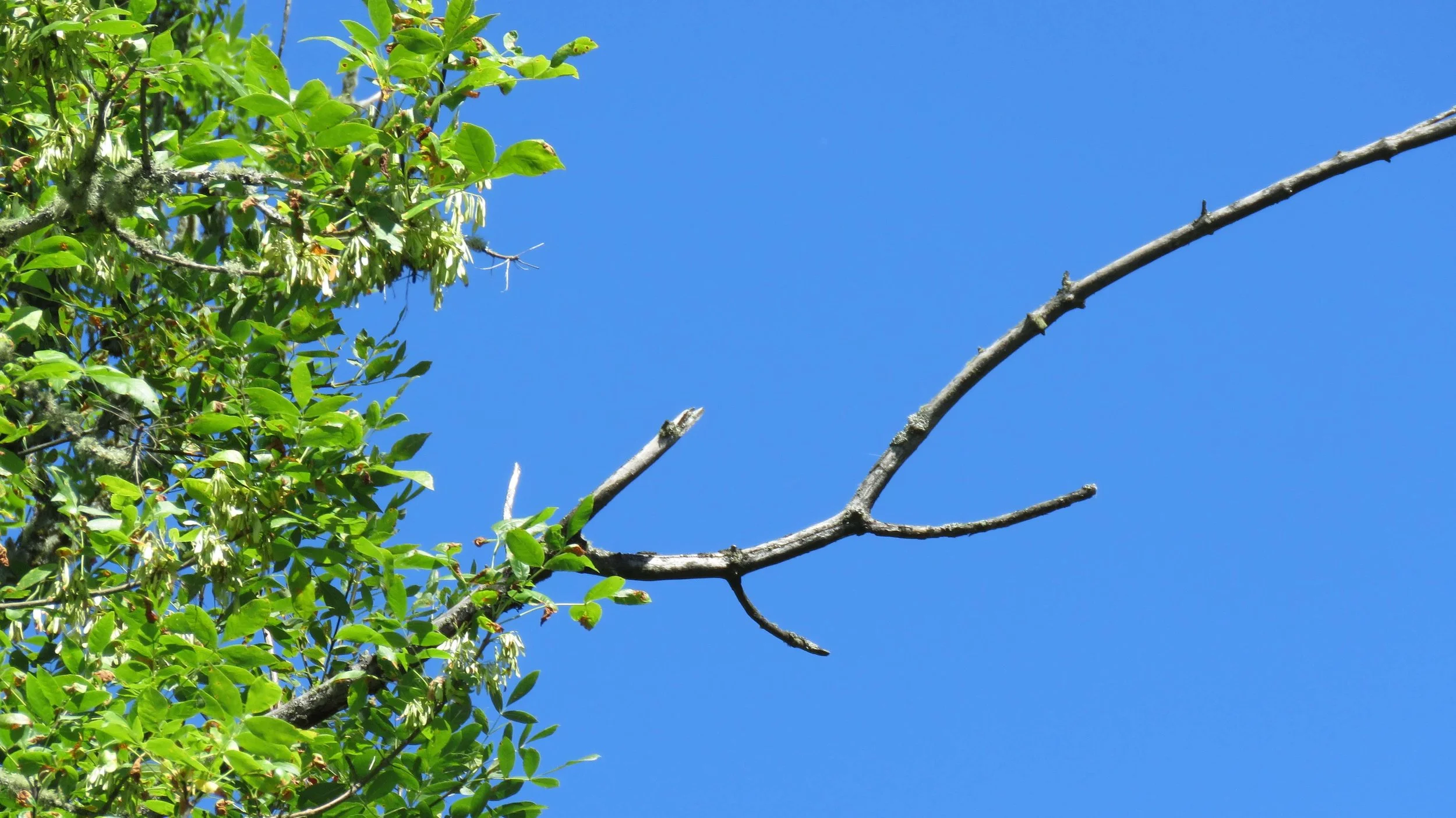 Empty branch 3.jpg