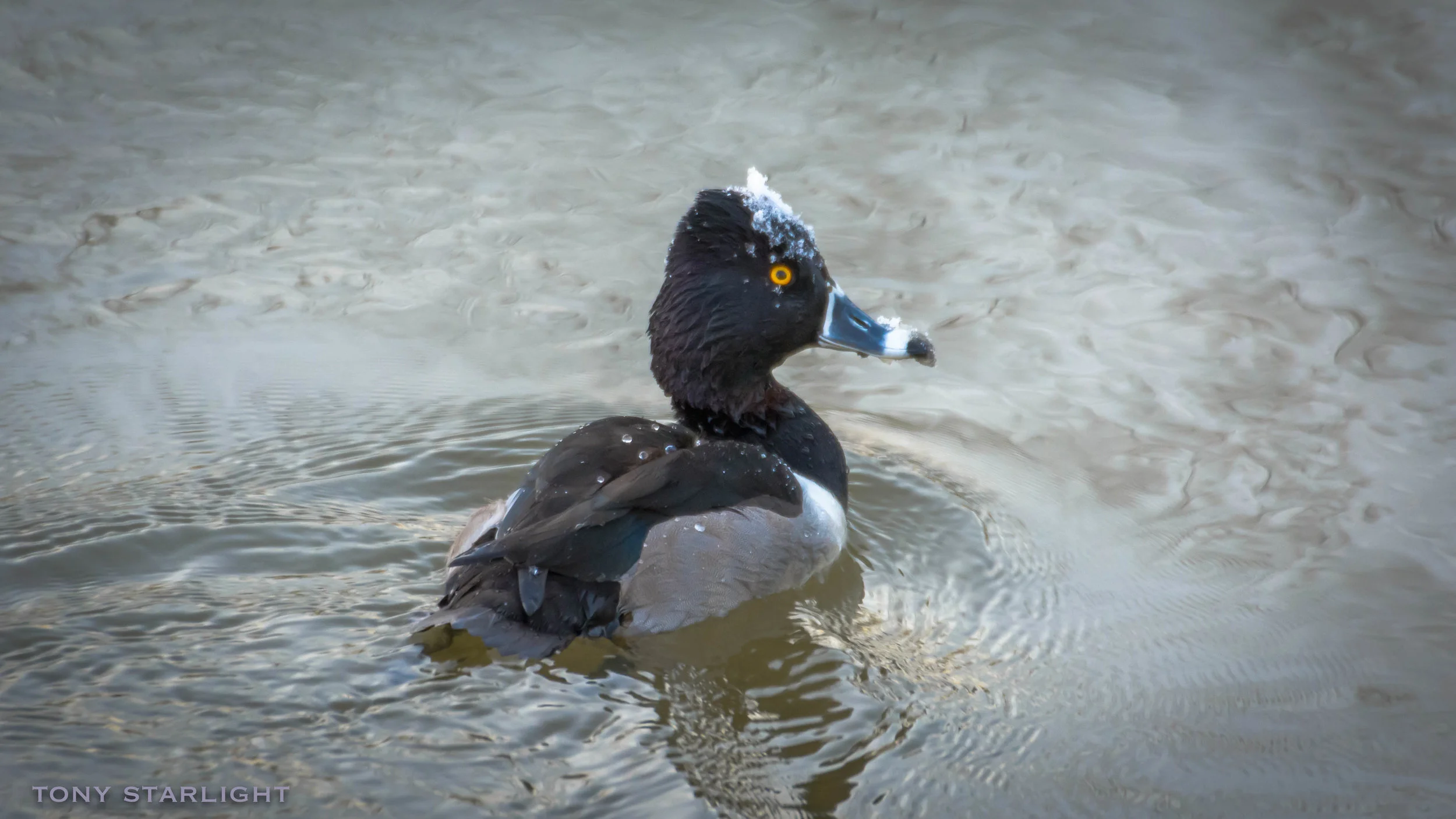Ring-necked Duck DSC_2140-1.jpg