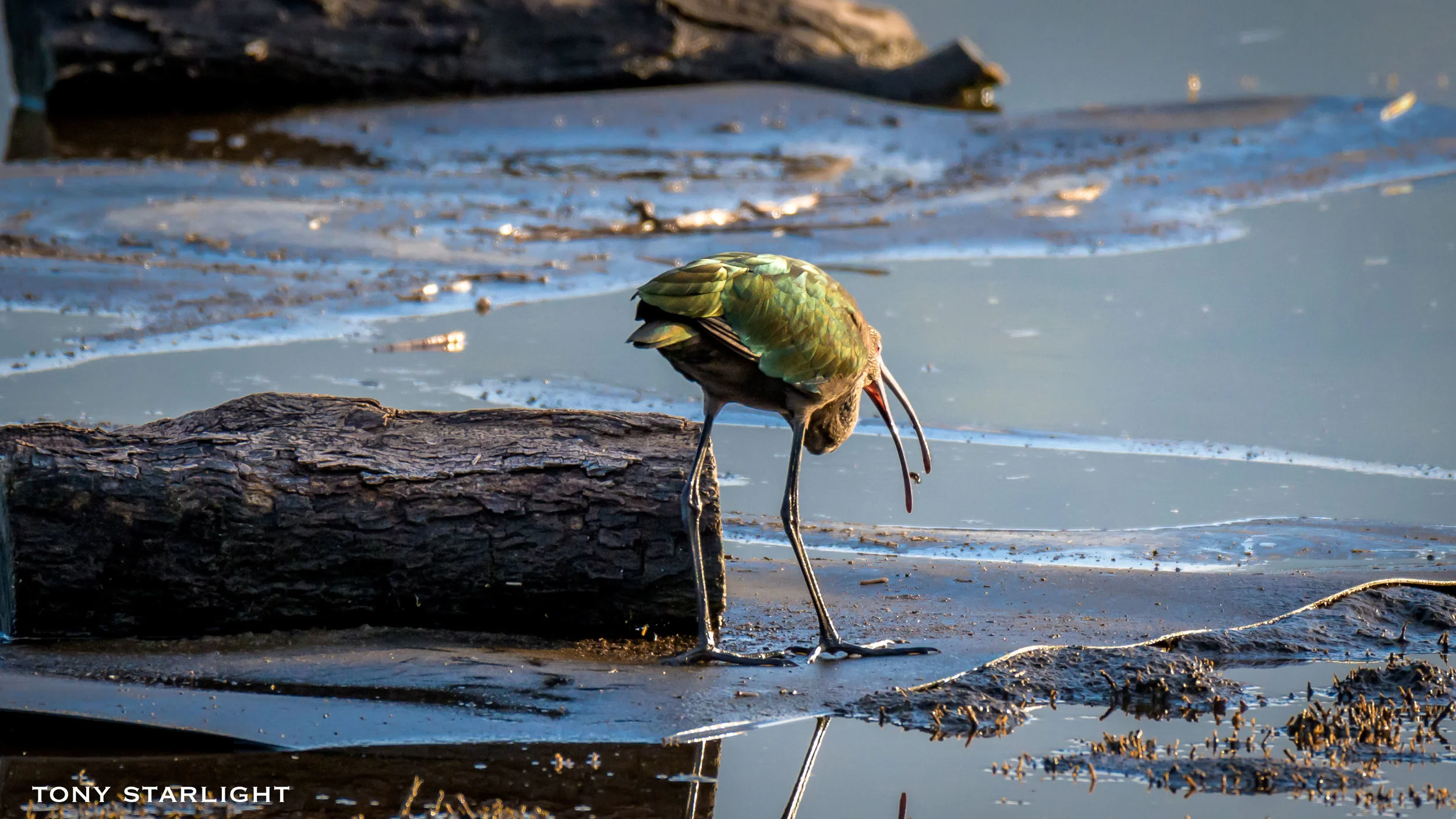 White-faced Ibis Kona, Hawaii DSC_5221-1.jpg