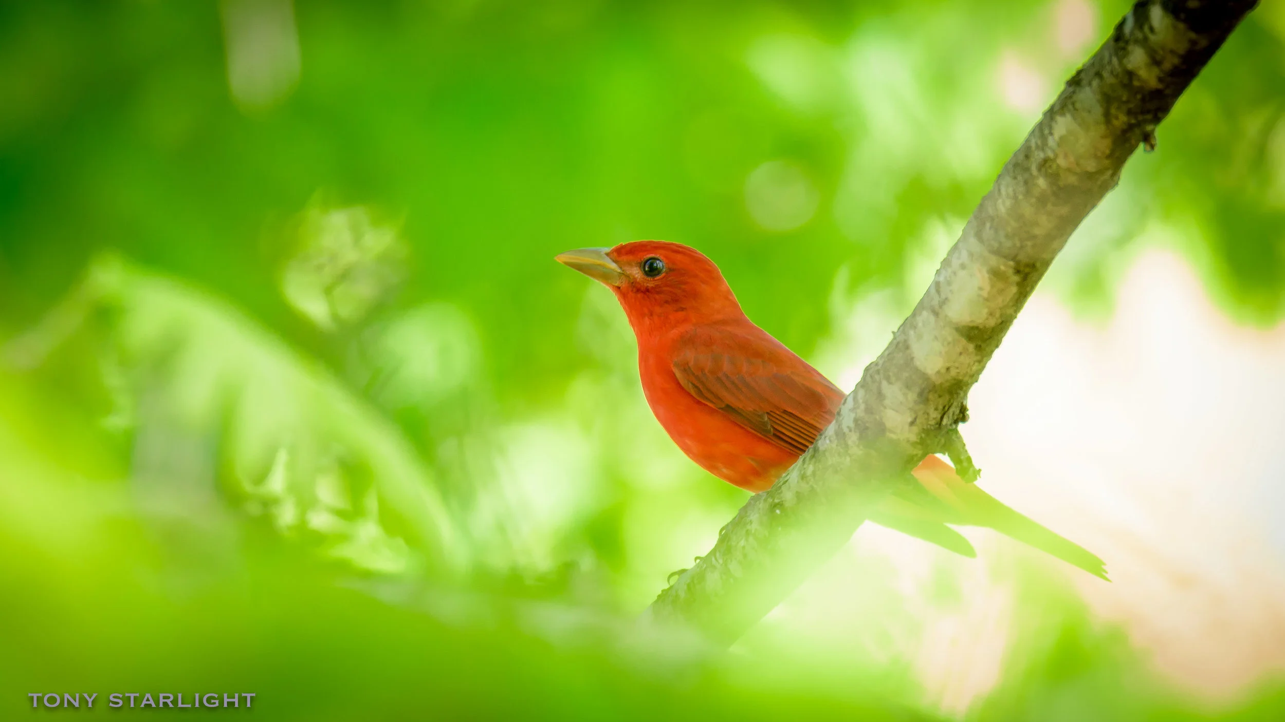 Summer Tanager Rome, Georgia DSC_6530-1.jpg