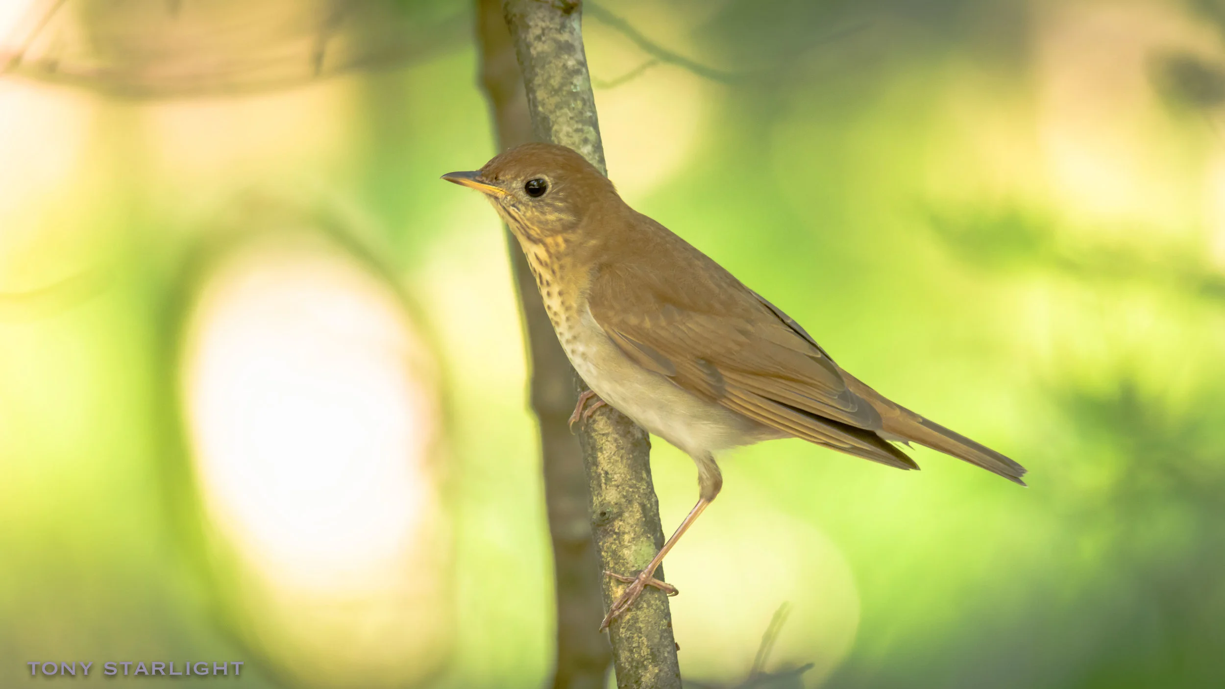 Veery Durham, North Carolina DSC_8947-1.jpg