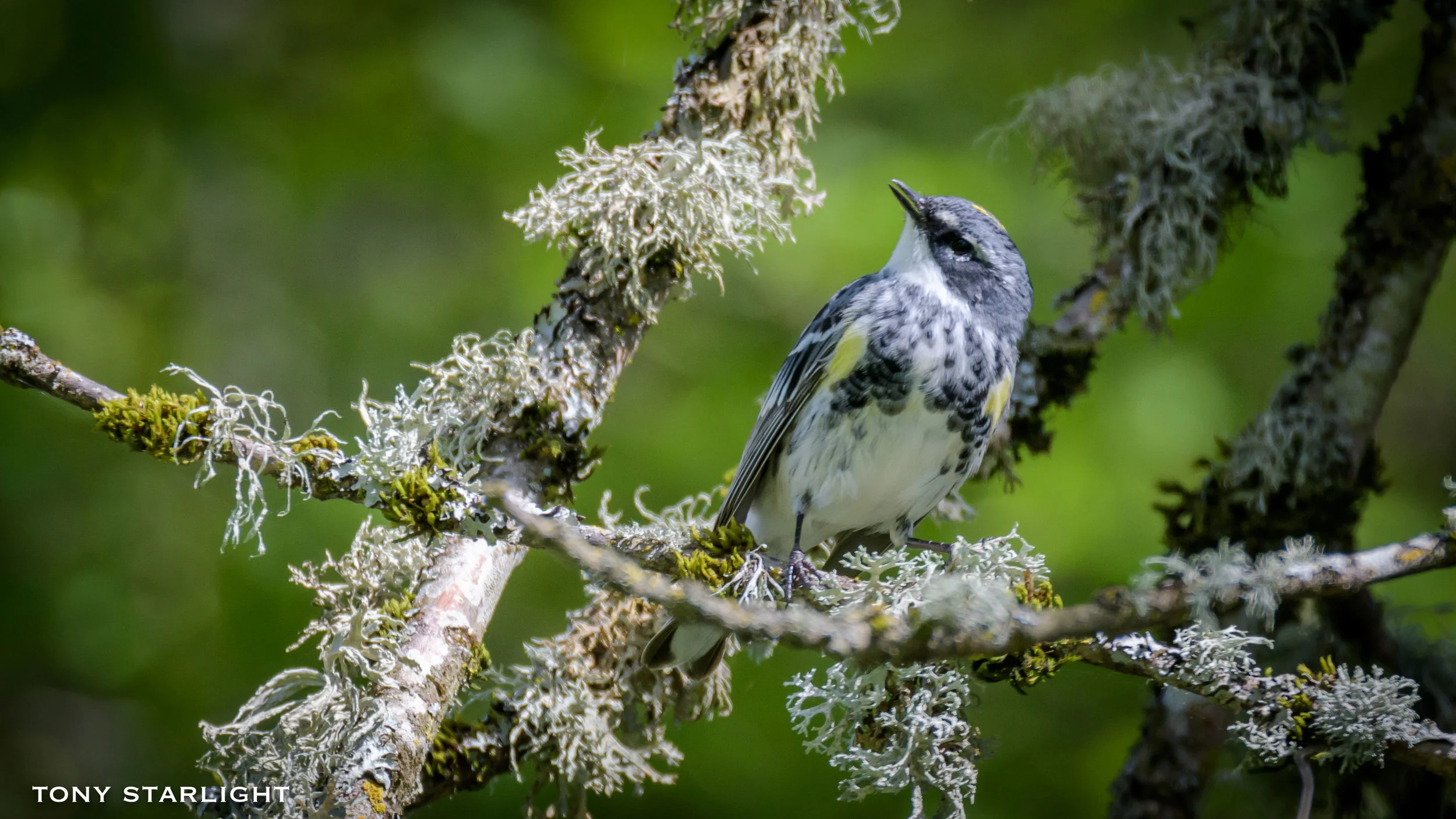 Yellow-rumped (Myrtle) Warbler DSC_4201-1.jpg