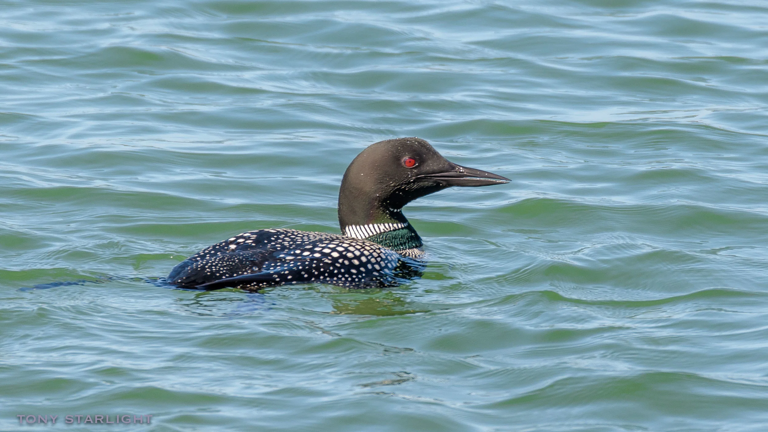Common Loon Netarts, Oregon DSC_4059-1.jpg