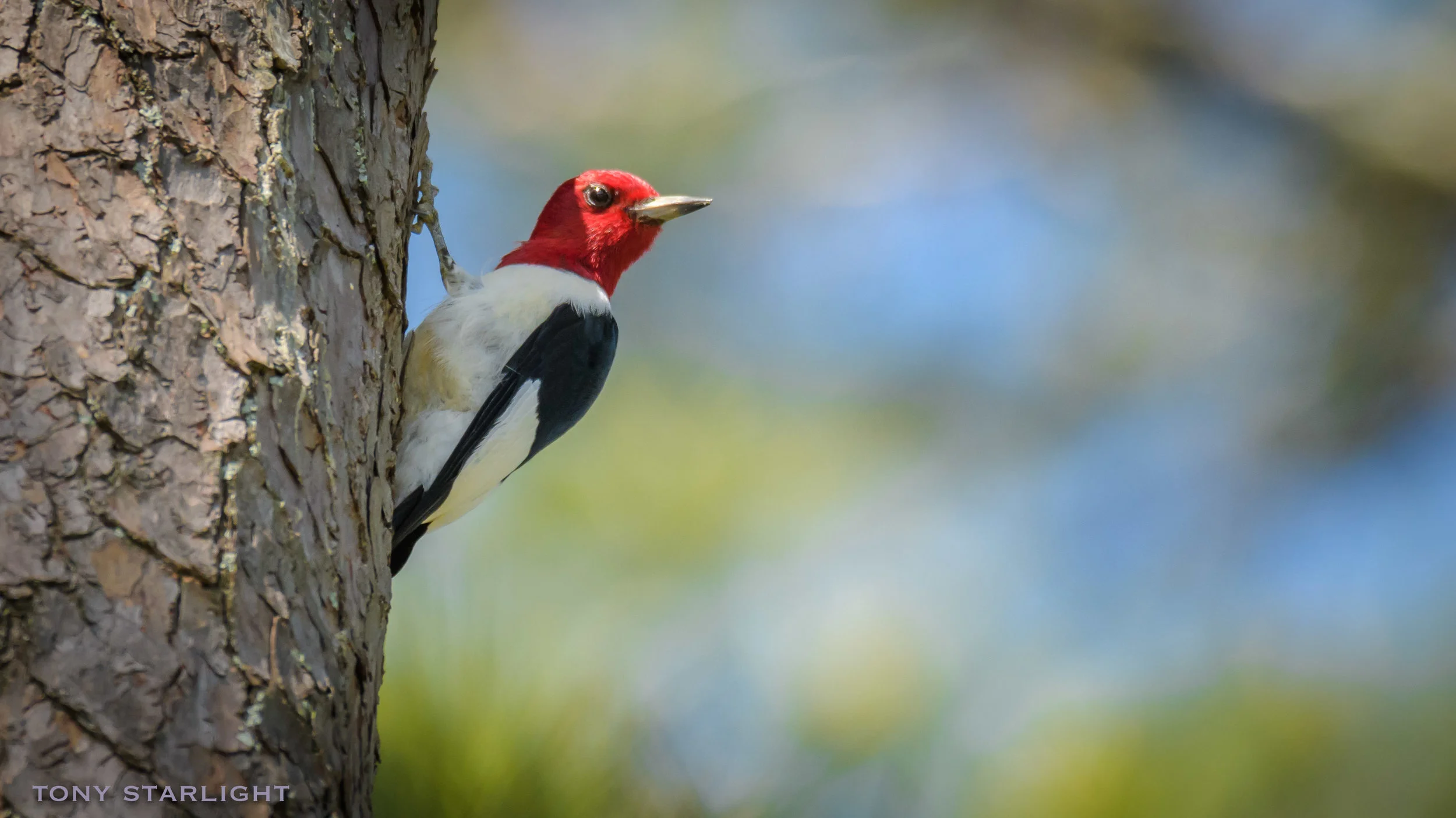 Red-headed Woodpecker Berry College, Rome, Georgia DSC_6167-1.jpg