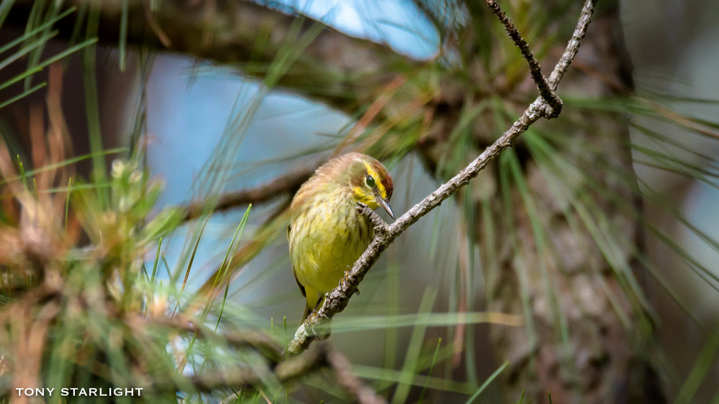 Palm Warbler Rome, Georgia DSC_5158-1.jpg