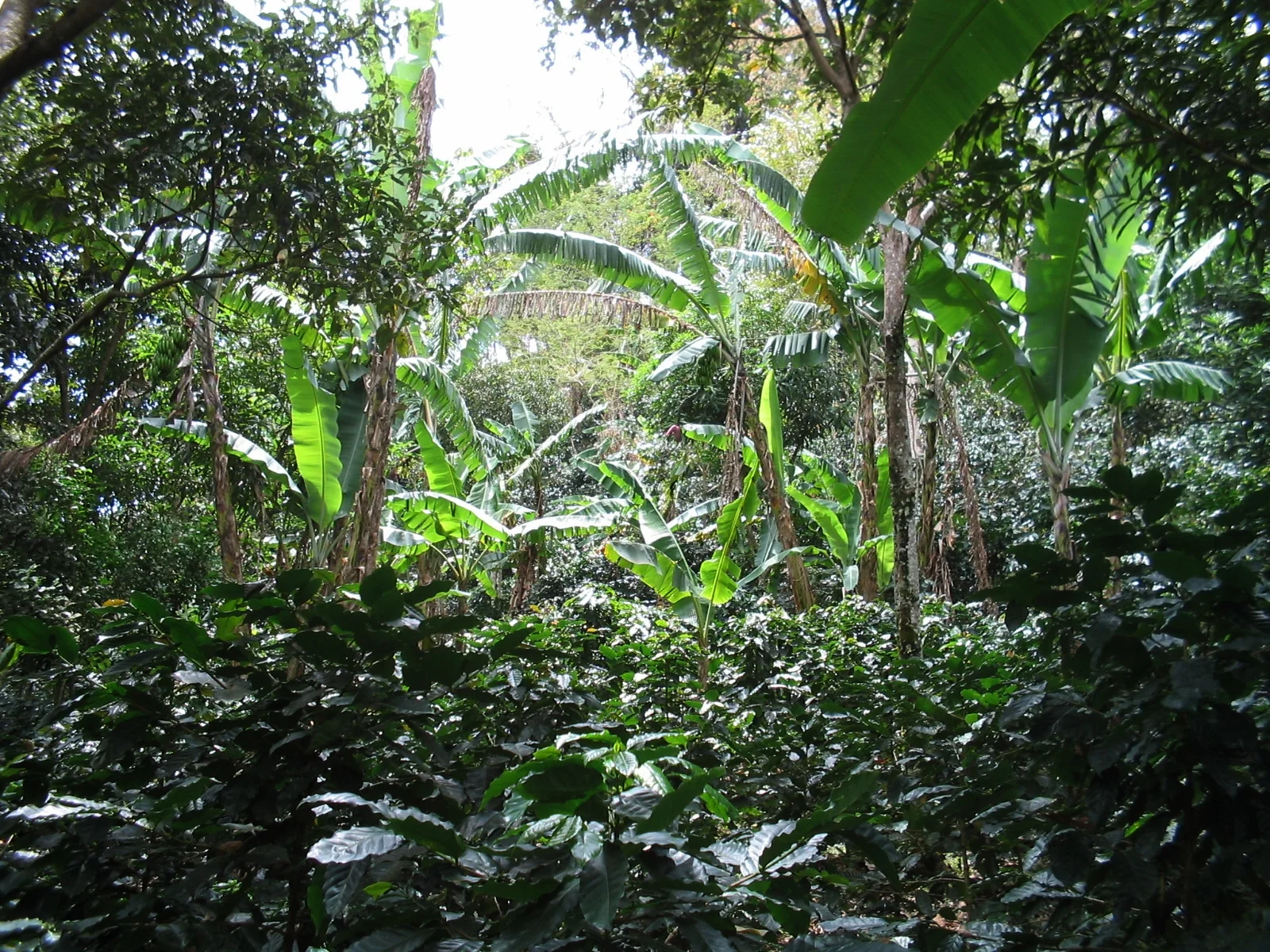 Lush farm.jpg