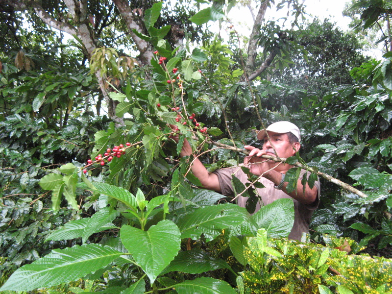 farmer checking ripe berries.jpg