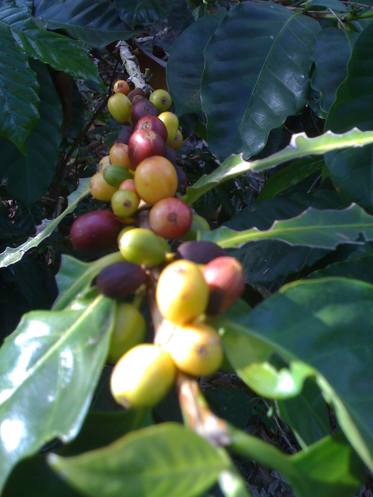  Comercio justo, Orgánico, retorno del 100%   Café: Nuestra razón de ser    Más información  